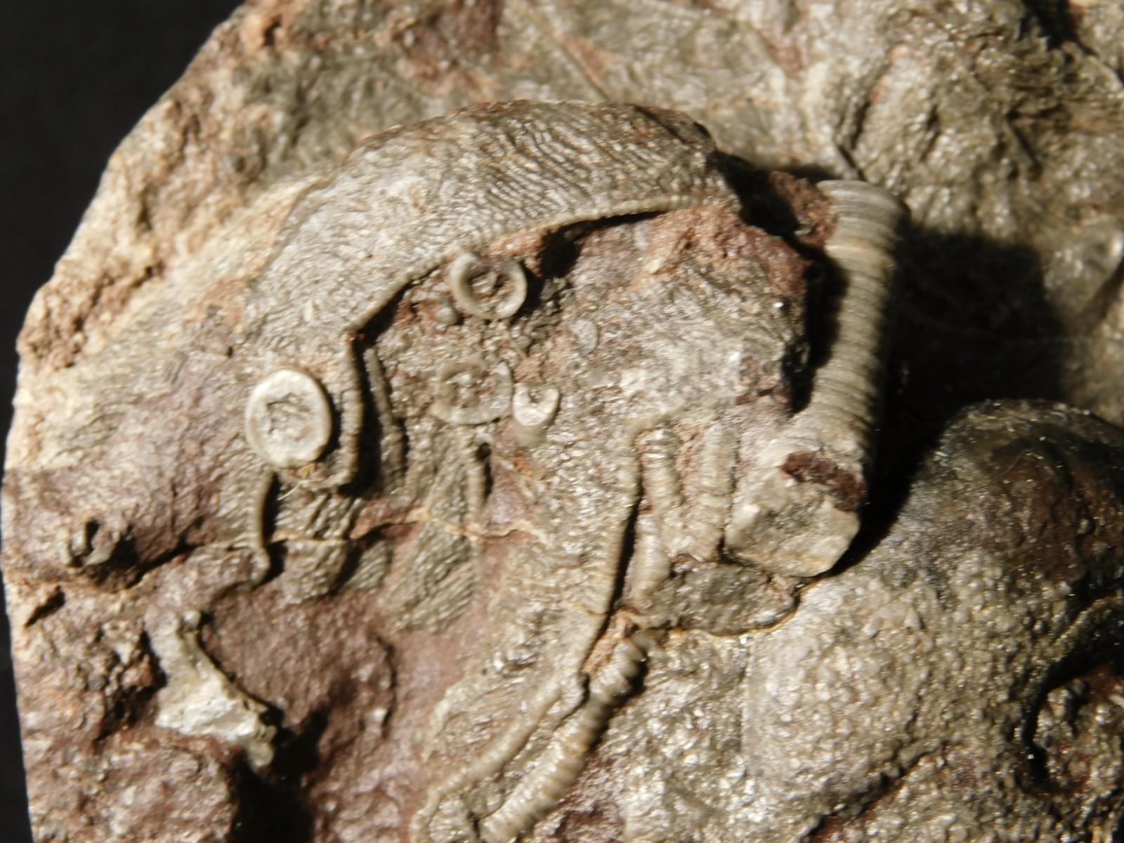 430 Million Year Old! CRINOID Fossil or Sea LILY Fossil Morocco 669gr