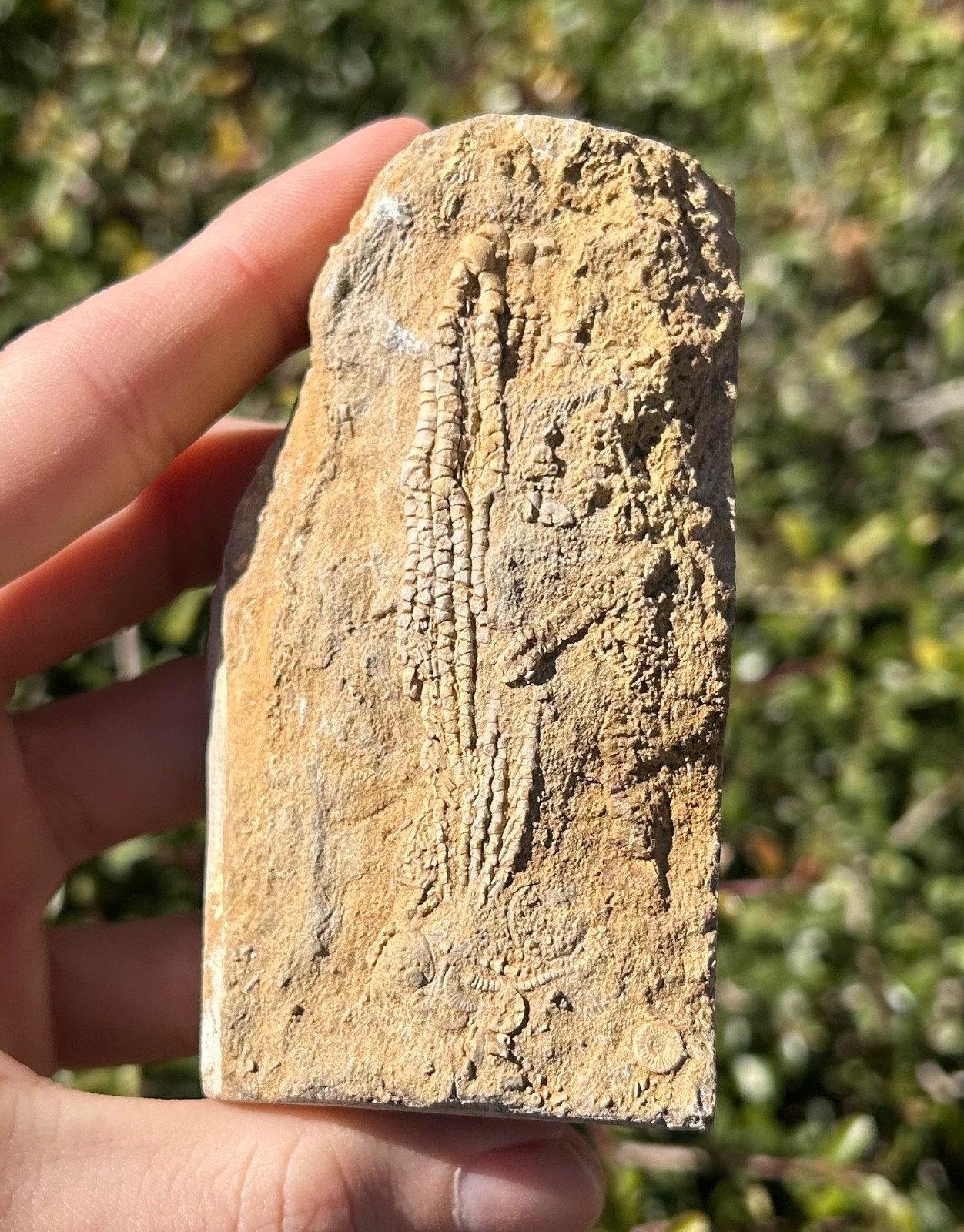 Alabama Fossil Crinoid in Matrix Aphelecrinus bayensis Bangor Limestone Fm