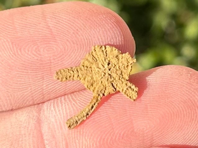 Fossil Starfish Ophiura graysonensis Brittle Star Texas Cretaceous Pawpaw Fm