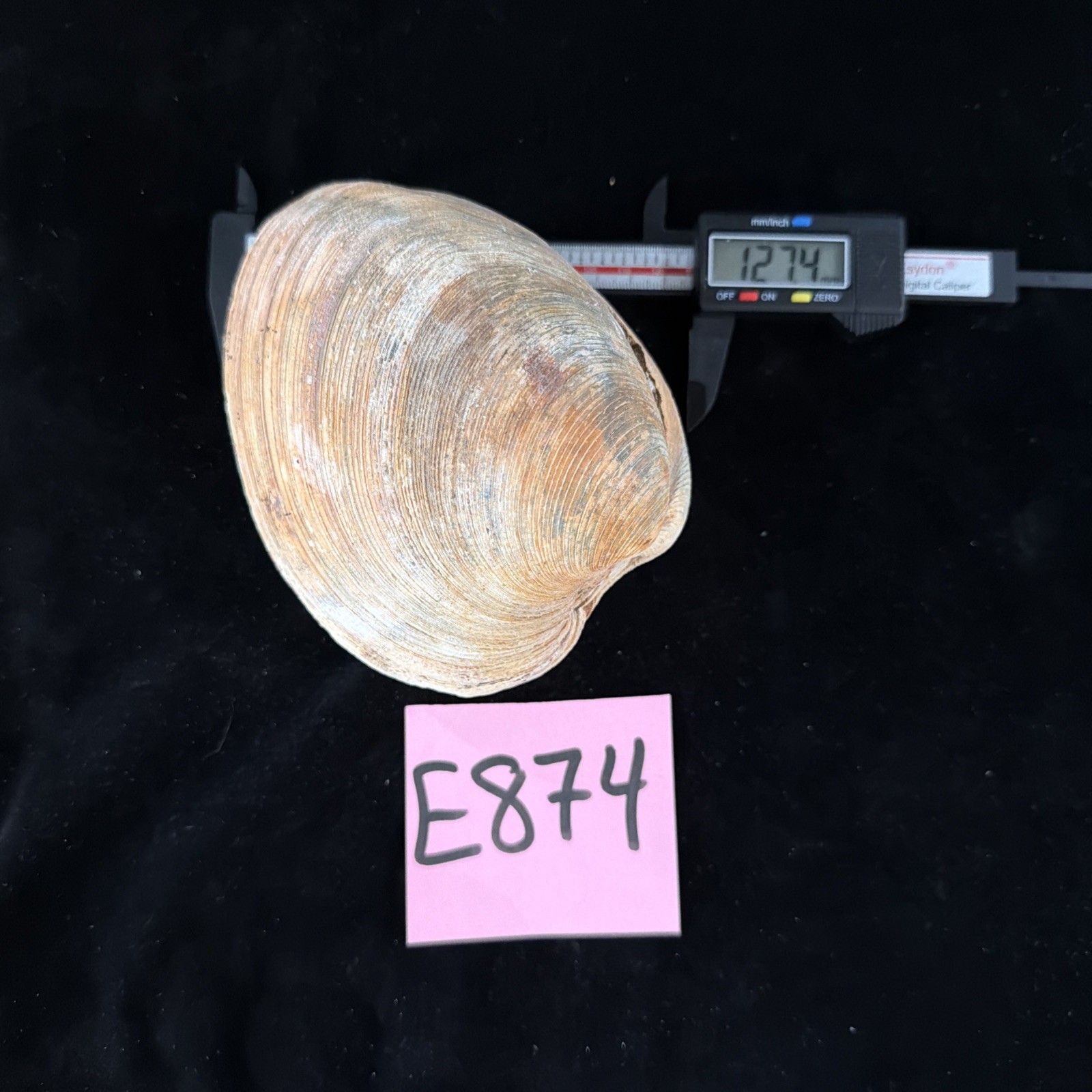 Giant Surf Clam Sea Shell 121.0mm X 127.4mm No Data (E874)