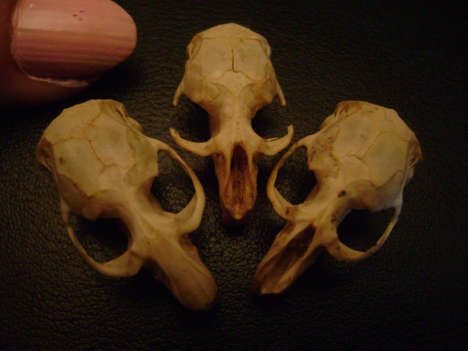 3 BLIND MICE real rat skulls HALLOWEEN CRAFTS taxidermy display BONES animal lot