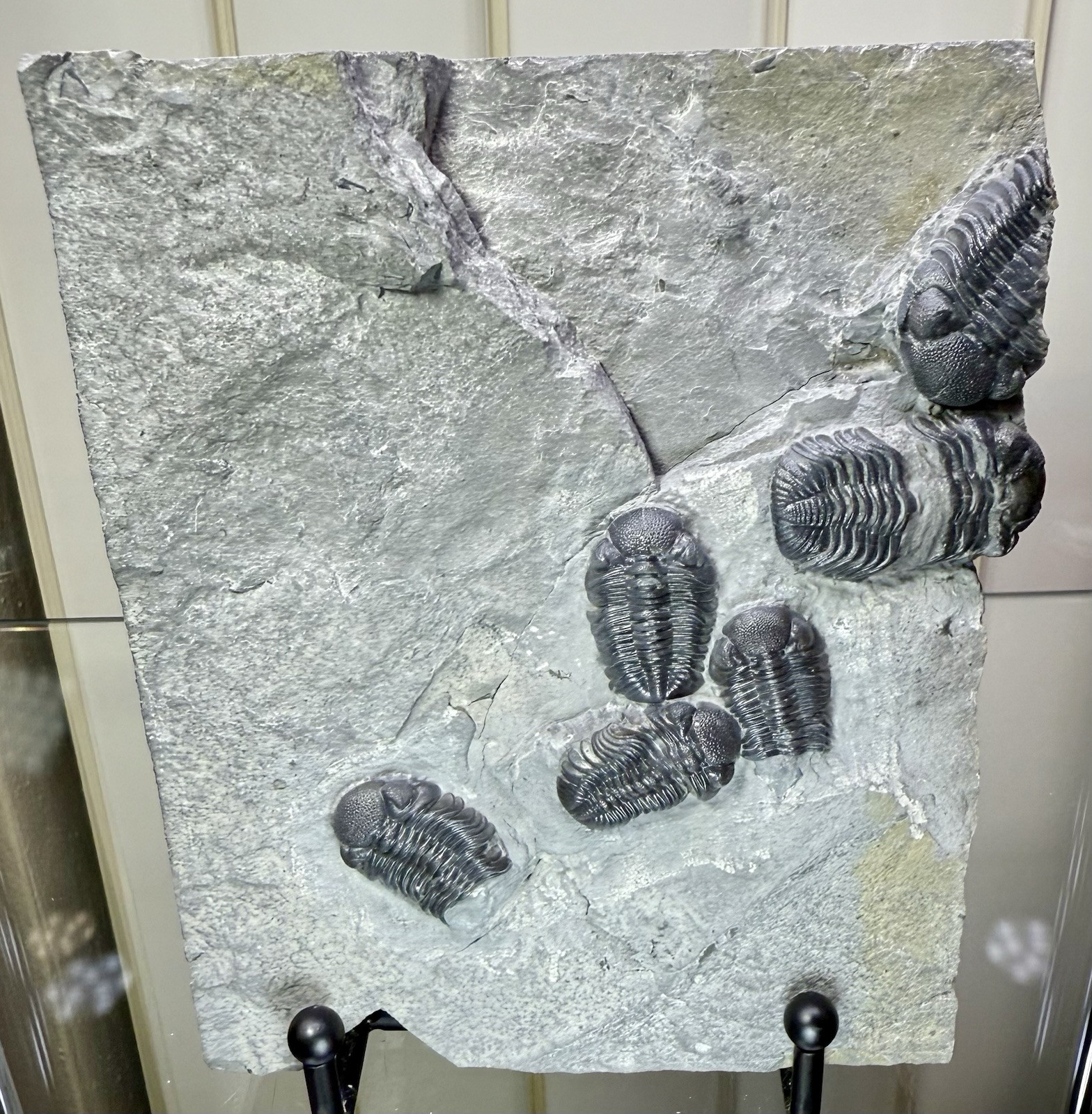 NICE Phacops Trilobite Plate ~ Penn Dixie New York ~ Devonian Period