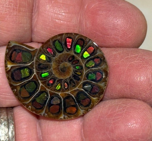 SPECTACULAR RARE,AMMOLITE(CANADA) INLAY IN FOSSIL AMMONITE(MADAGASCAR)SEE VIDEO!
