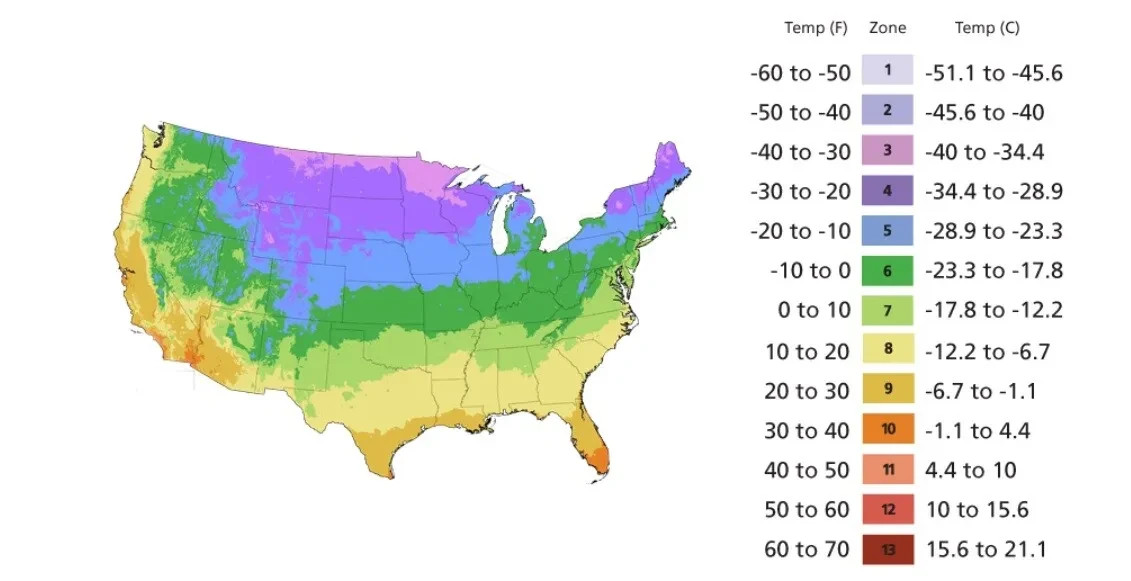 50pcs Pink Giant Teddy Bear Sunflower Seeds – Fluffy Double Blooms