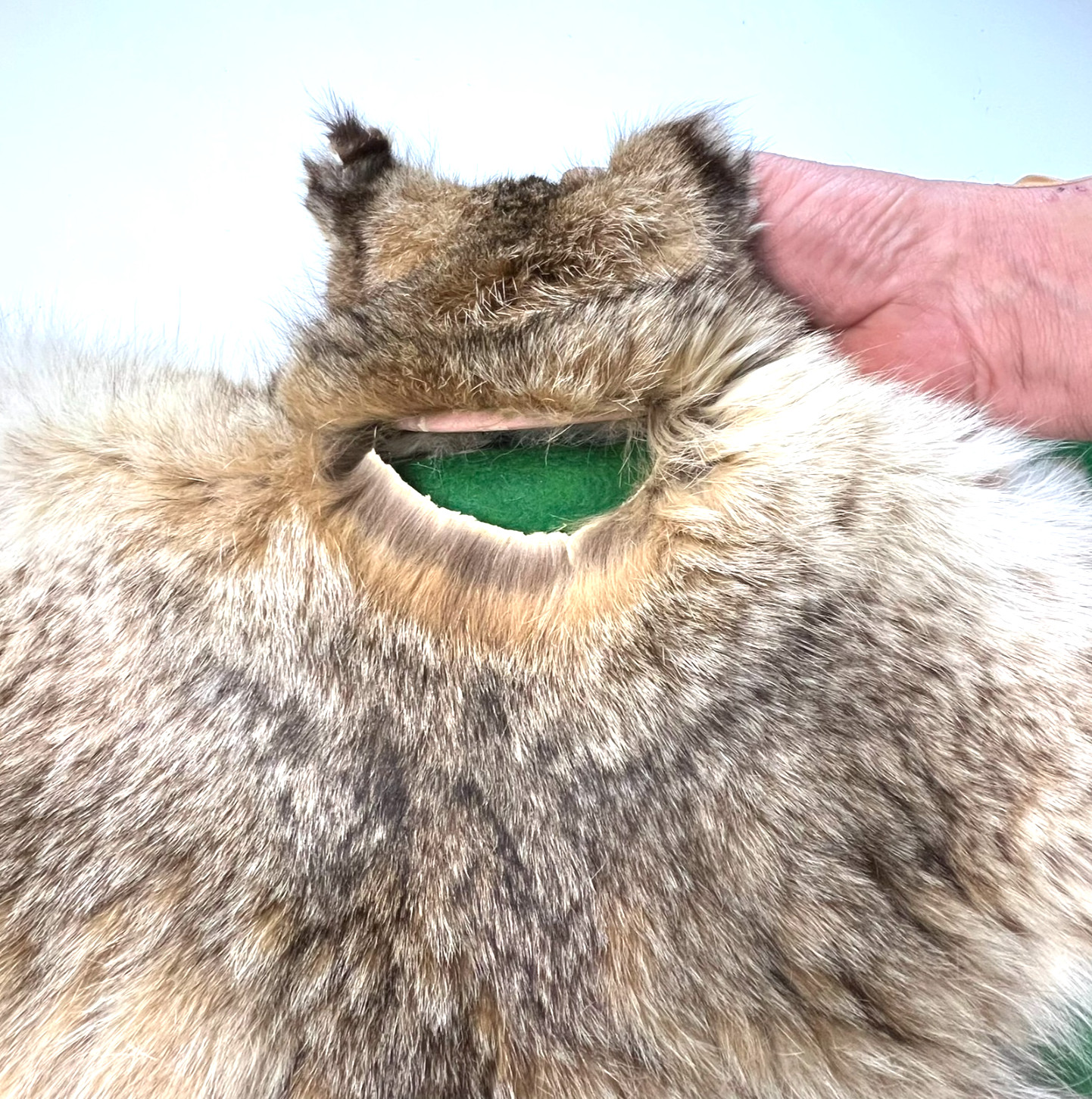 Vtg. Bobcat Taxidermy Rug Mount Full Body Green Felt Border Rustic Cabin Decor