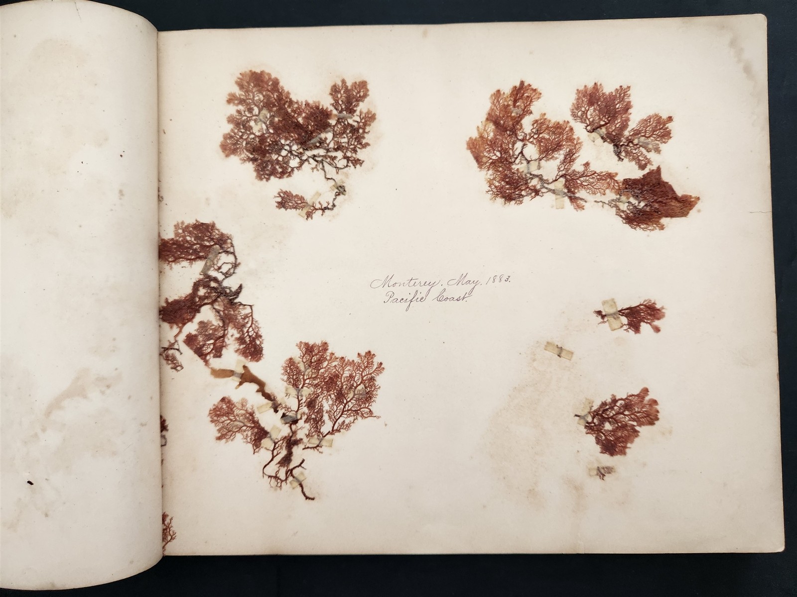 1883 antique SEAWEED pressed ALBUM monterey ca EUGENIE PHILLIPS specimen book