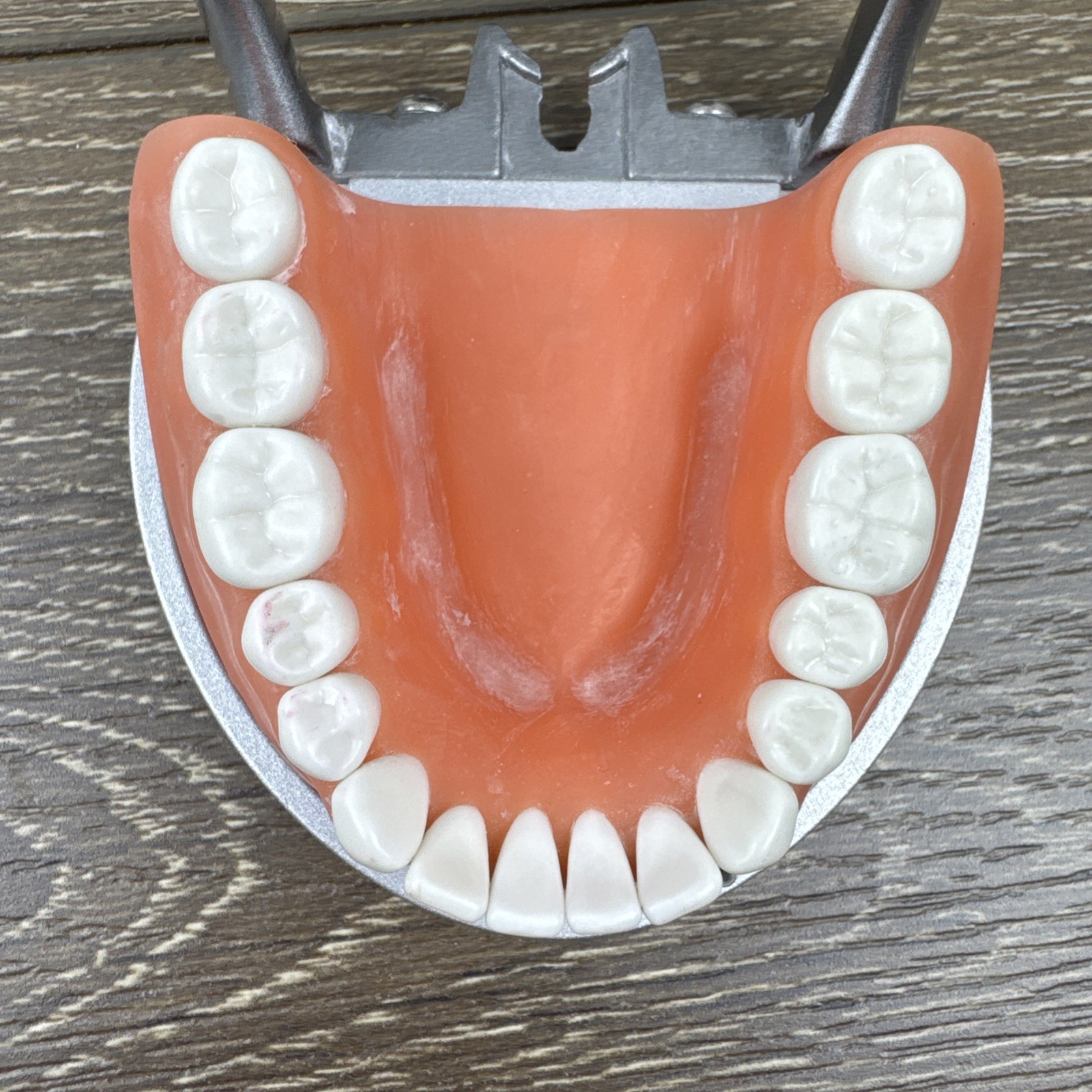 Acadental ModuPRO MP_R320 Restoration Typodont & Case WREB CDCA ADEX Teeth #58