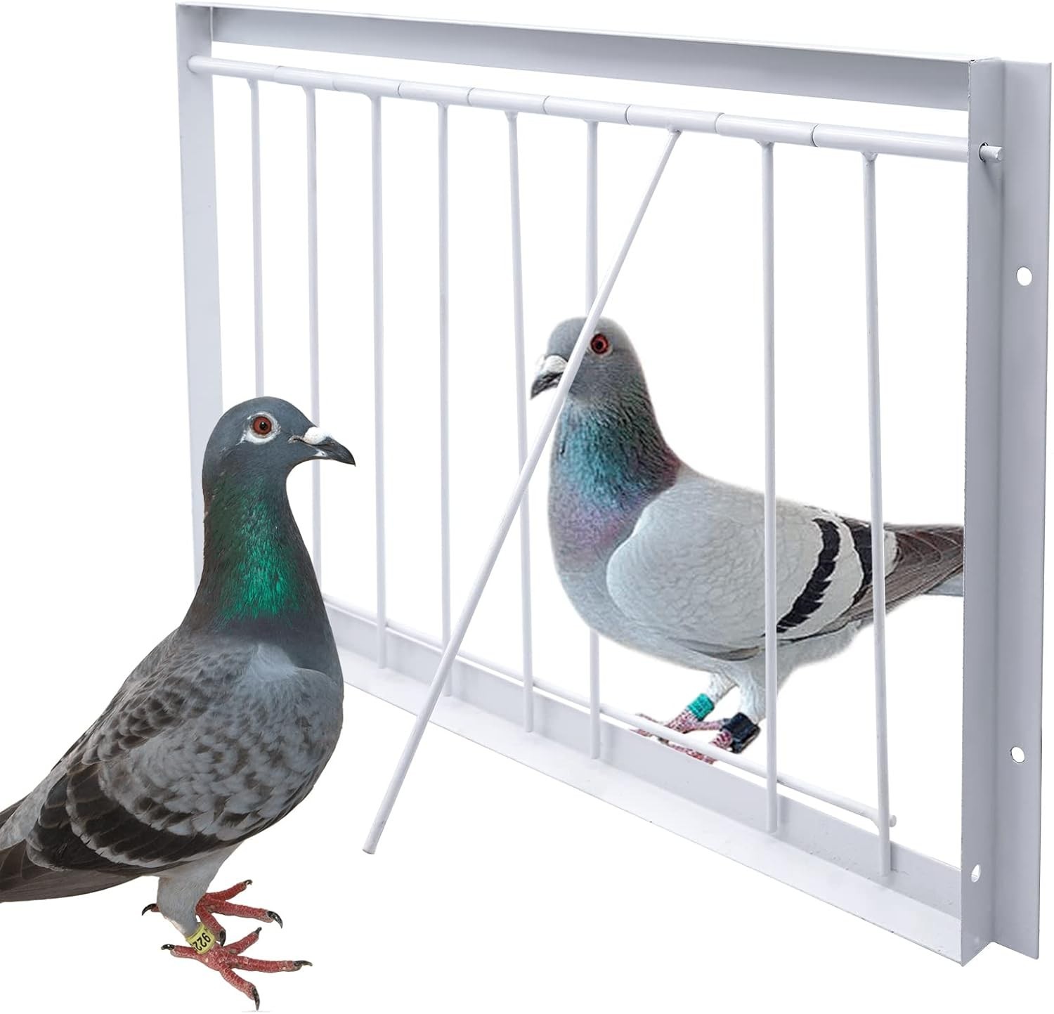 1 jaula para pájaros, trampa de acero inoxidable para palomas, puerta con barras