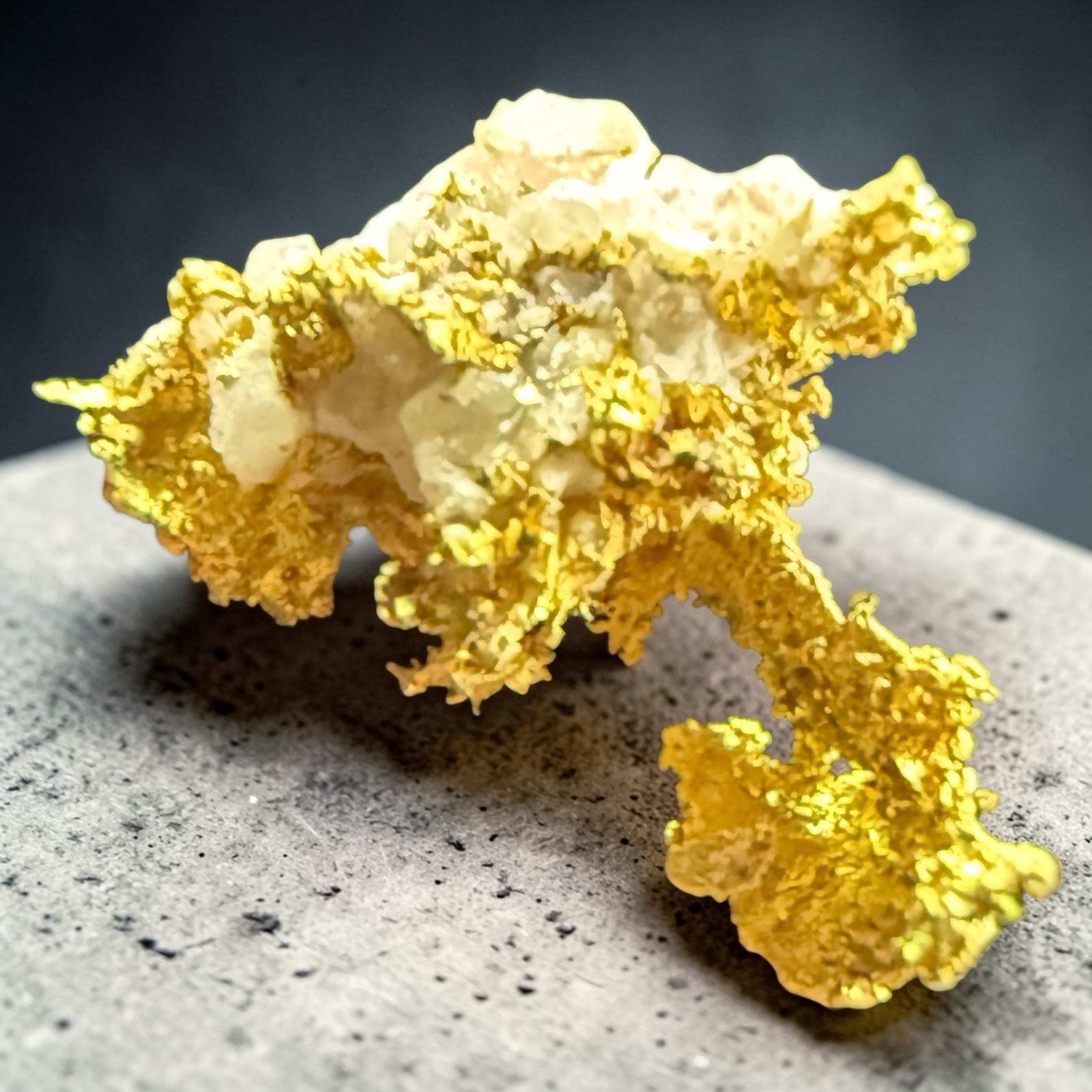 .540 GRAMS GRASS VALLEY NEVADA CRYSTALLIZED GOLD QUARTZ SPECIMEN "SWAN" #GQ540