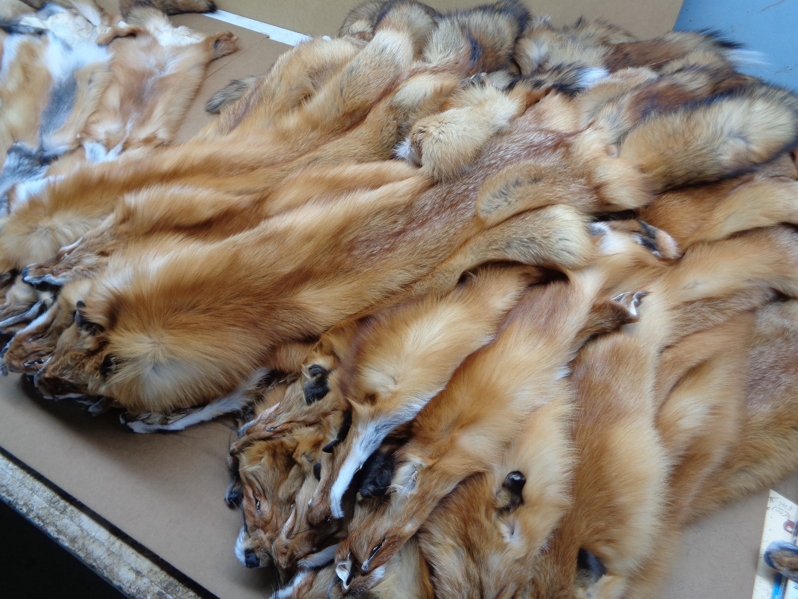 Tanned #1 Red Fox Hides/Furs/Trapping/Taxidermy/Crafts/Freshly tanned/USA furs