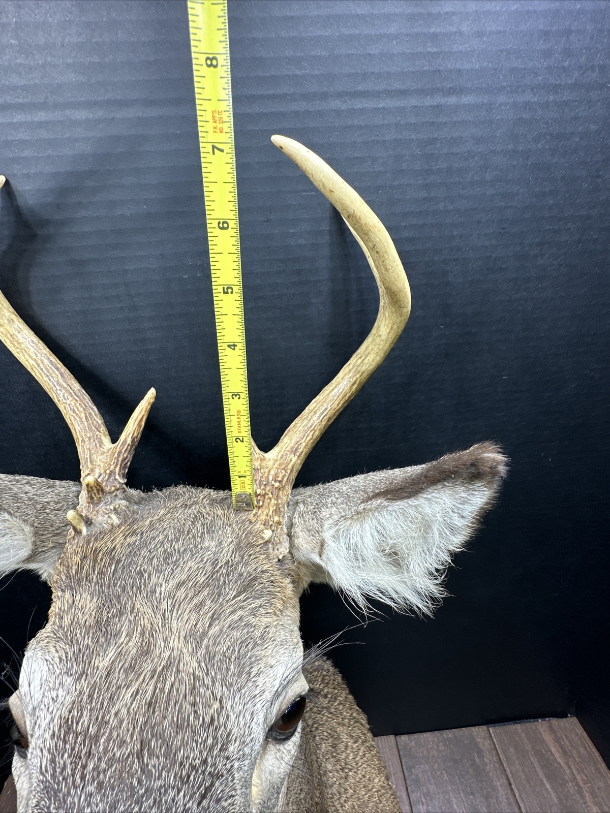 Nice 6 Point Whitetail Deer Buck Shoulder Mount Taxidermy