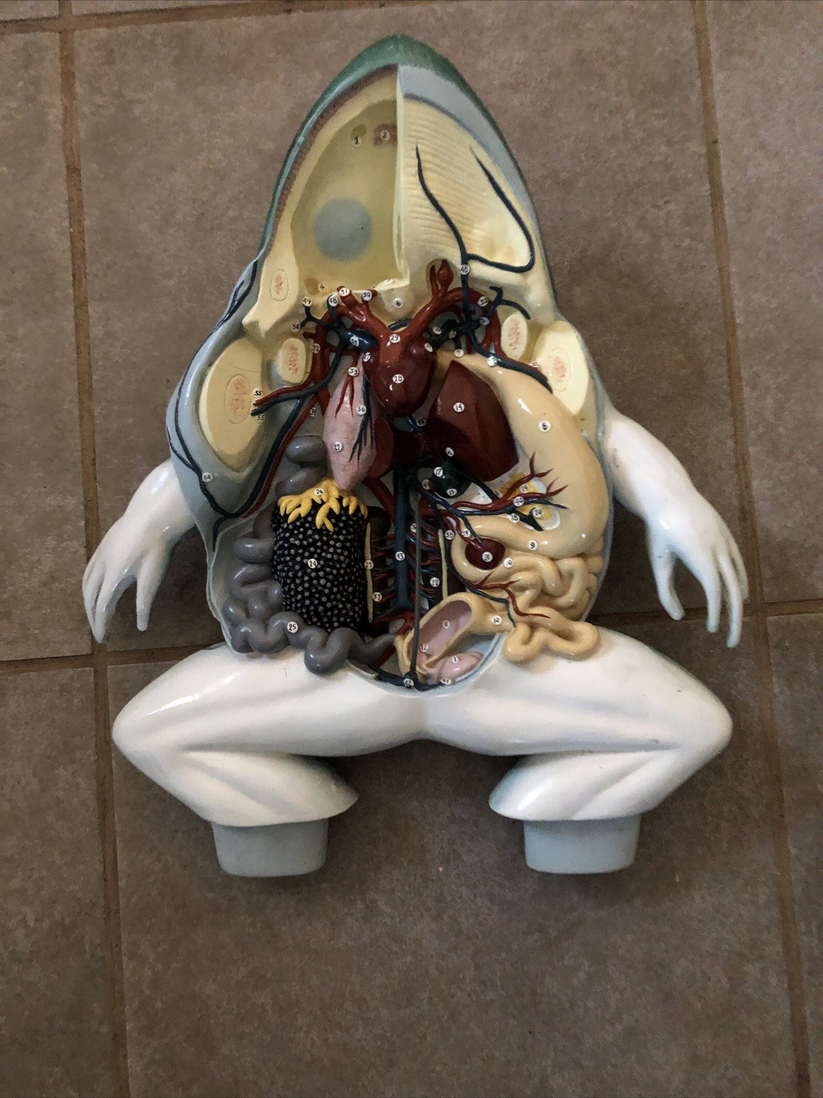 VTG Nystrom Bull Frog 3D Numbered Model Dissection Anatomy Biological 1970s 16"