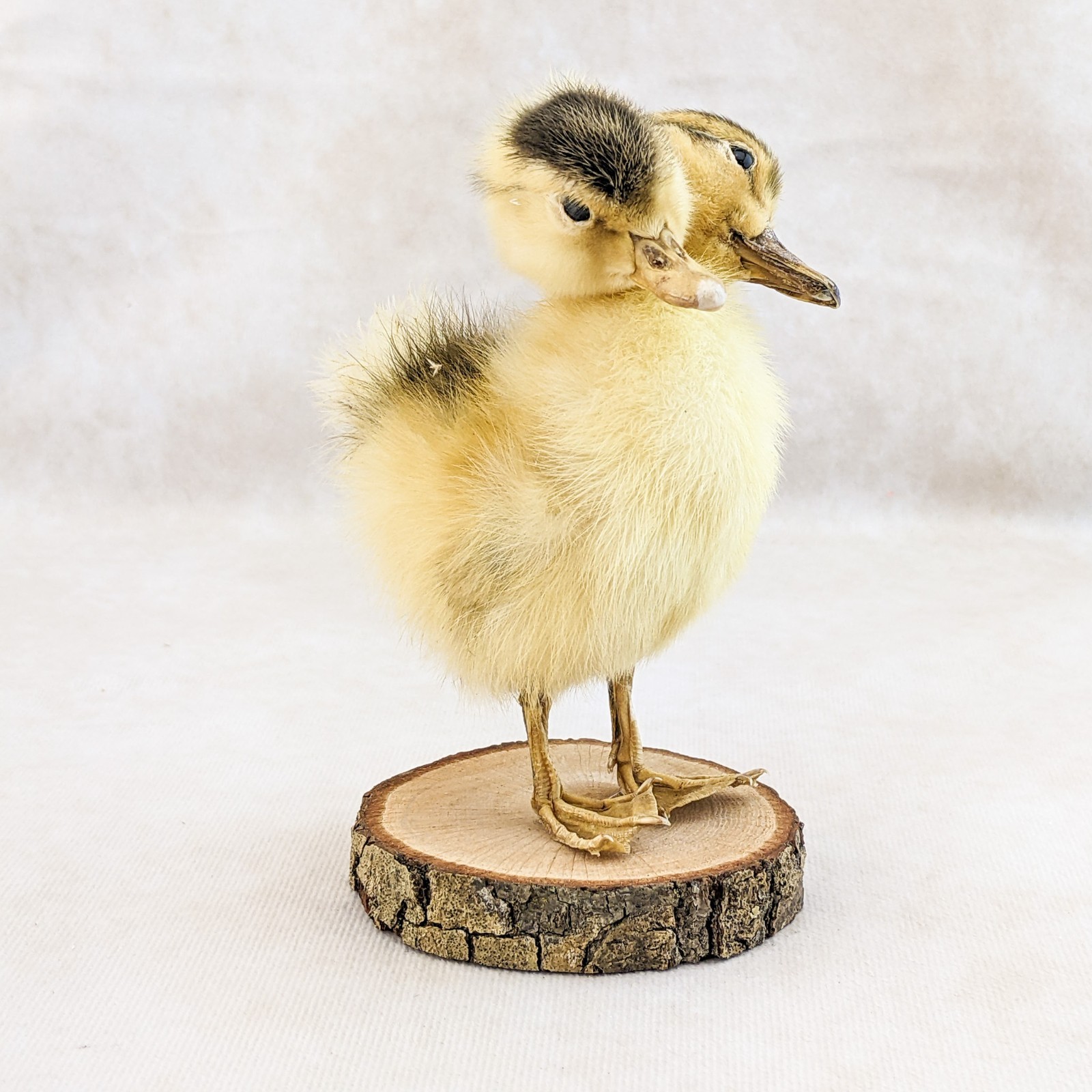 Two Headed Duck Duckling standing on wood species: Anas Platyrhynchos domesticus