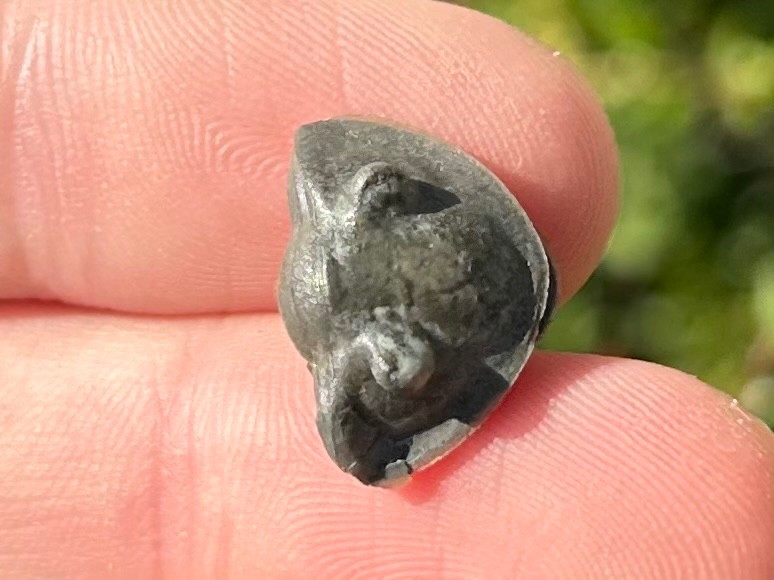 Trilobite Fossil Isotelus maximus Arnheim Formation Enrolled Ordovician Bug