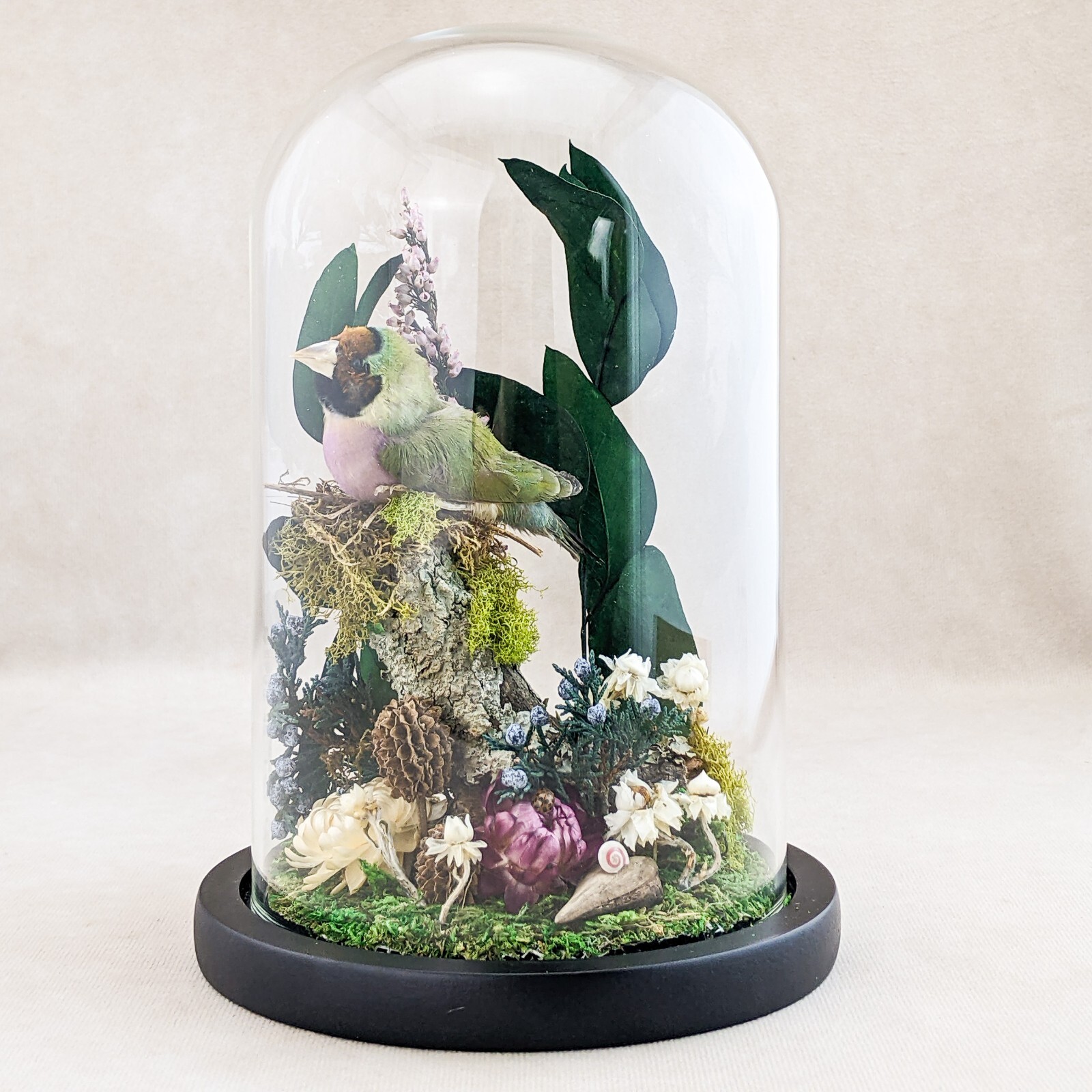 Gouldian Finch Glass Dome Floral Display Taxidermy Oddities Curiosity decor gift