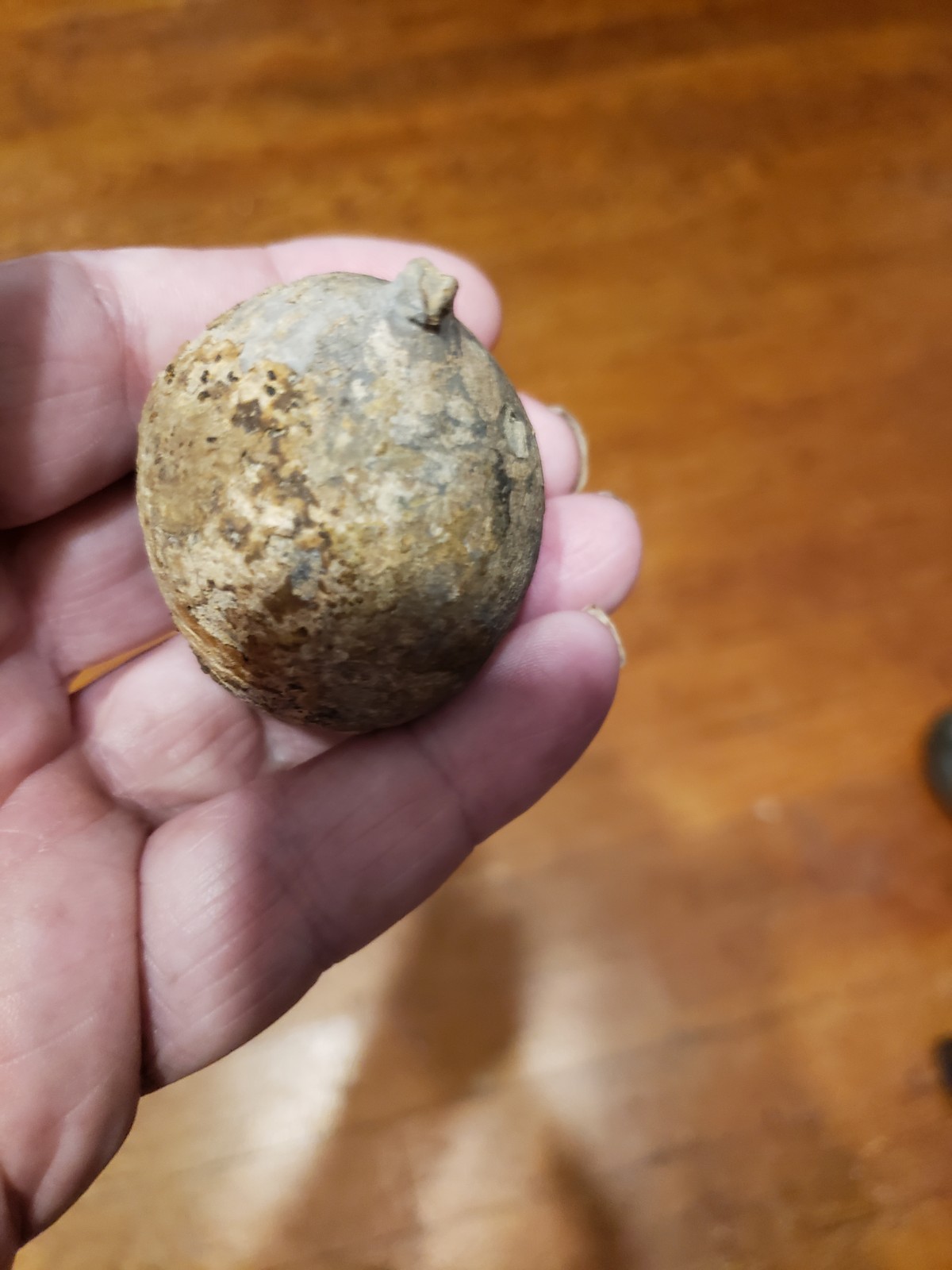 Huge Museum FOSSIL Cystoid Echinosphaerites aurantium 2.25"! Crinoid Trilobite !