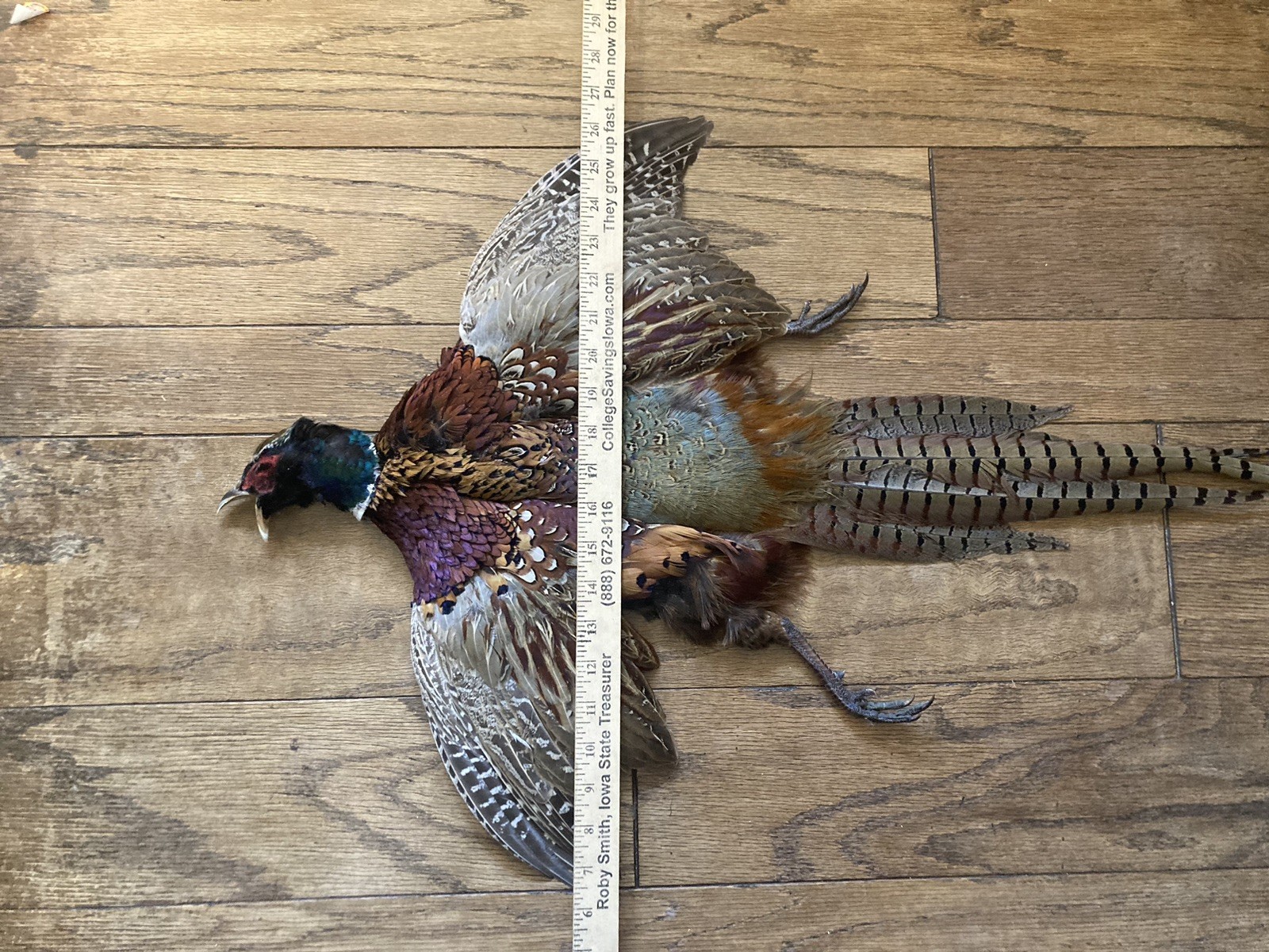 Rooster RINGNECK PHEASANT Full SKIN 2 Wings Tail Feathers Wall Art Man Cave