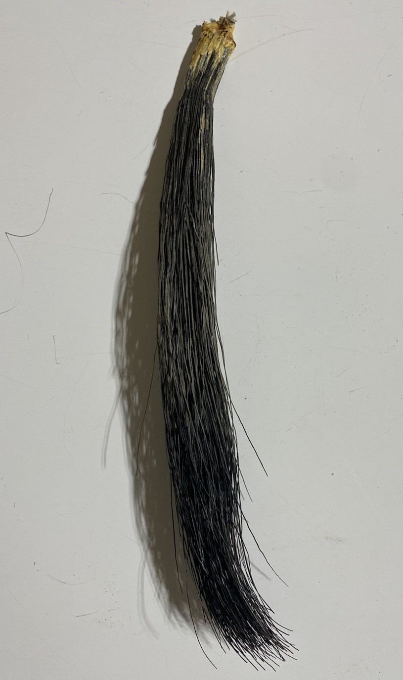 Lot Of 4 Eastern Wild Turkey Beards - Turkey Hunting 7-10” Gobbler Taxidermy