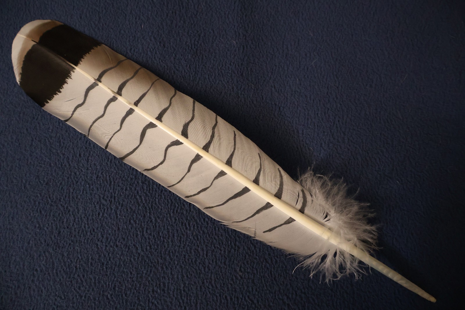 Native American-made the Revered White Tailed Hawk hand painted WhiteTailed Hawk
