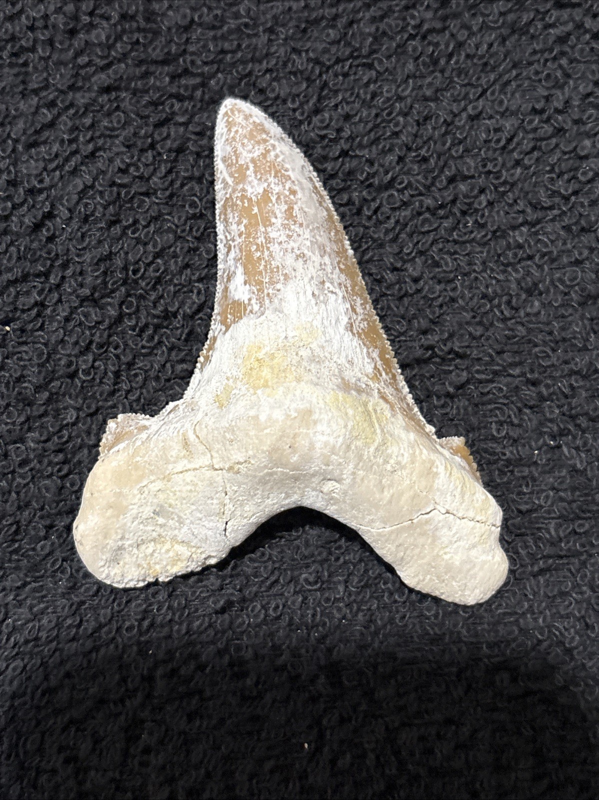 Paleocarcharodon Very Large 3 + Inches Minor Damage To Root. Needs Cleaning