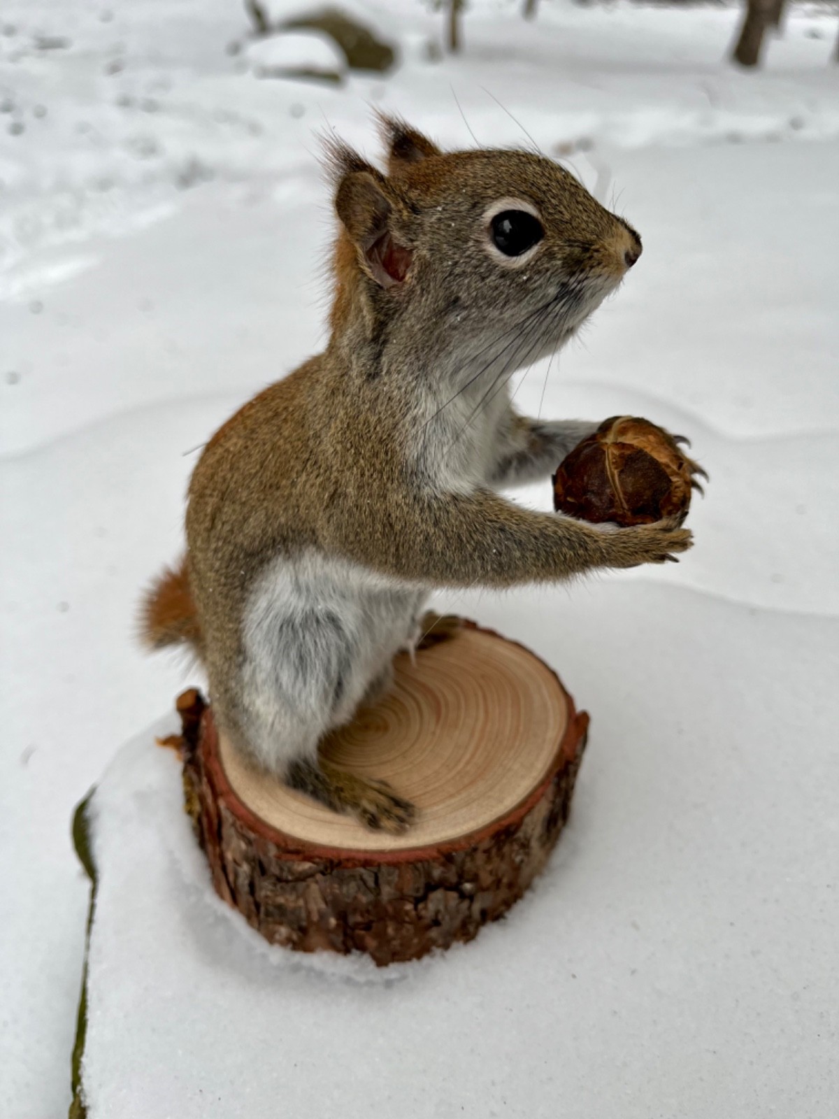 Red Squirrel Taxidermy, Squirrel Taxidermy, Pine Squirrel, Adirondacks, Gift!