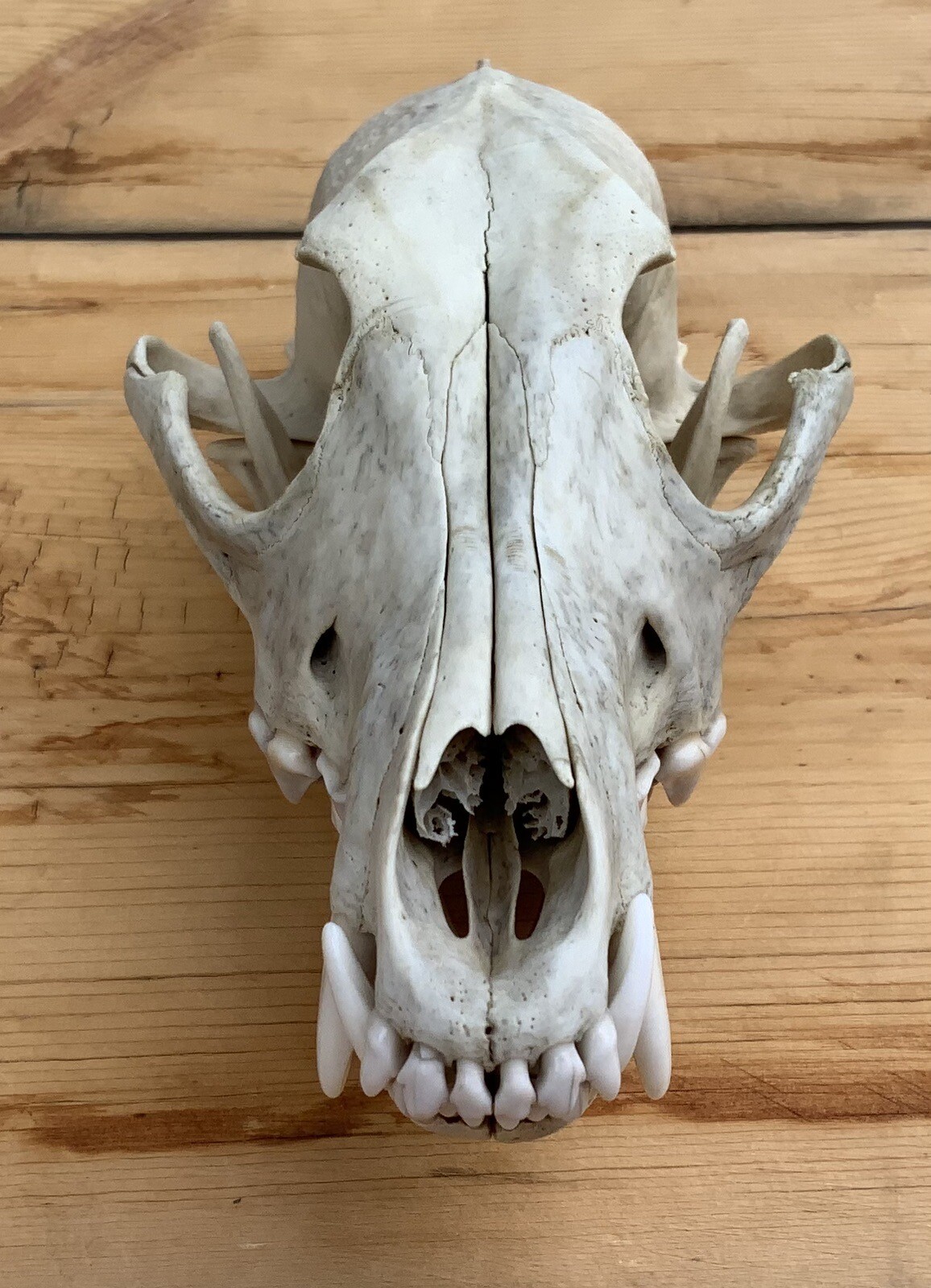 Coyote Skull Nature Cleaned Real Authentic Montana Coyote Skull