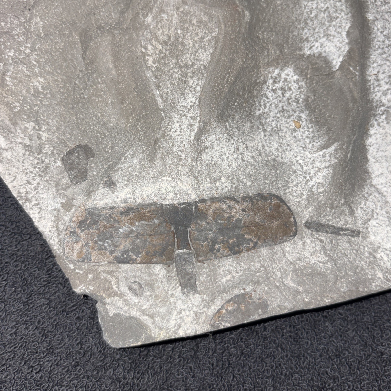 Fossil Eurypterid Segment W/ Sexual Appendage Silurian Period Near Niagara Falls
