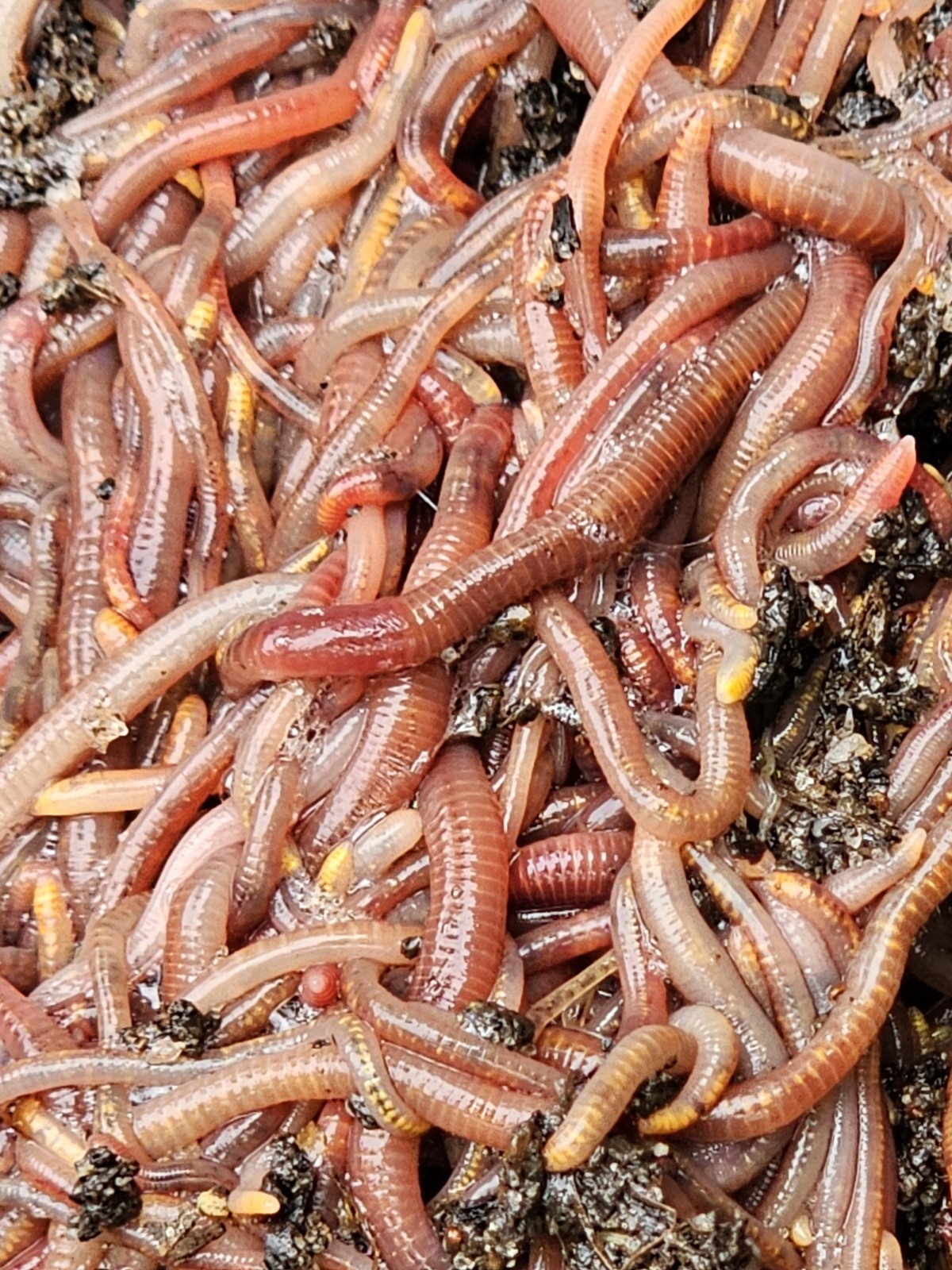 🪱Red Wiggler Worms 1/8 lbs. (approximately 125) Guaranteed Live Delivery🪱