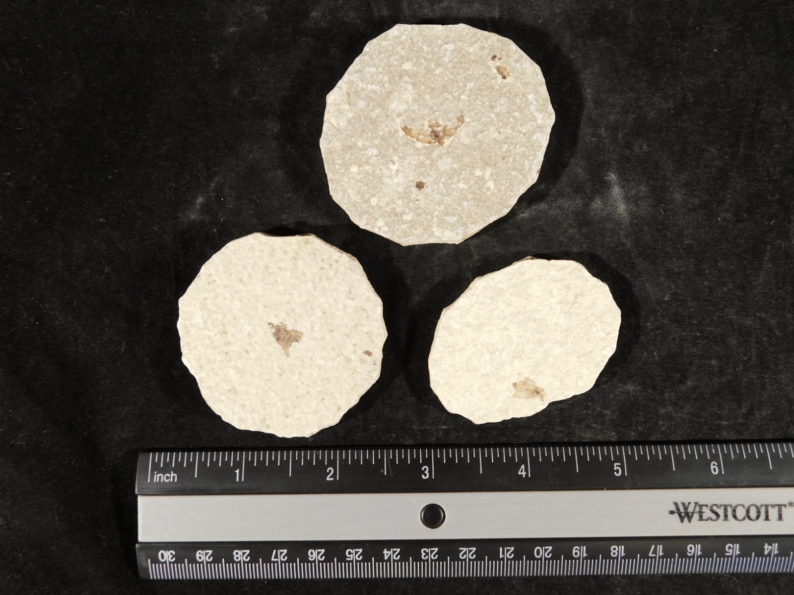 Lot of THREE! Fifty Million Year Old! WINGED INSECT Fossils From Wyoming 97.6gr