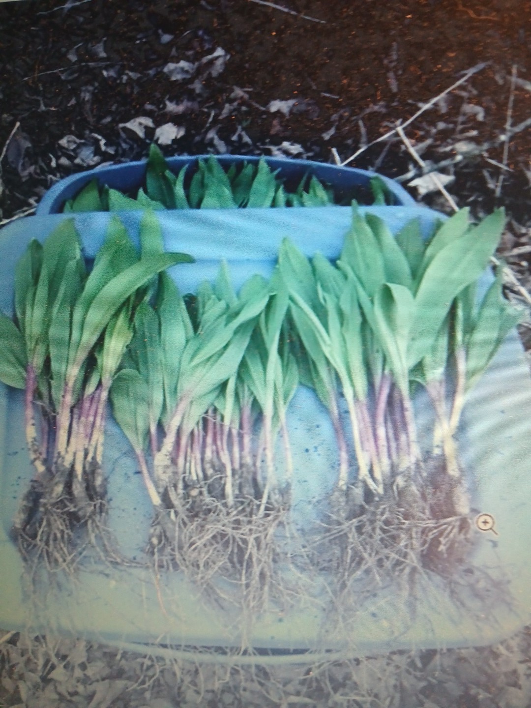 Wild Leeks / Ramps 2 Pound Gourmet Organic Spring Onion PRE ORDER DIGGING SOON
