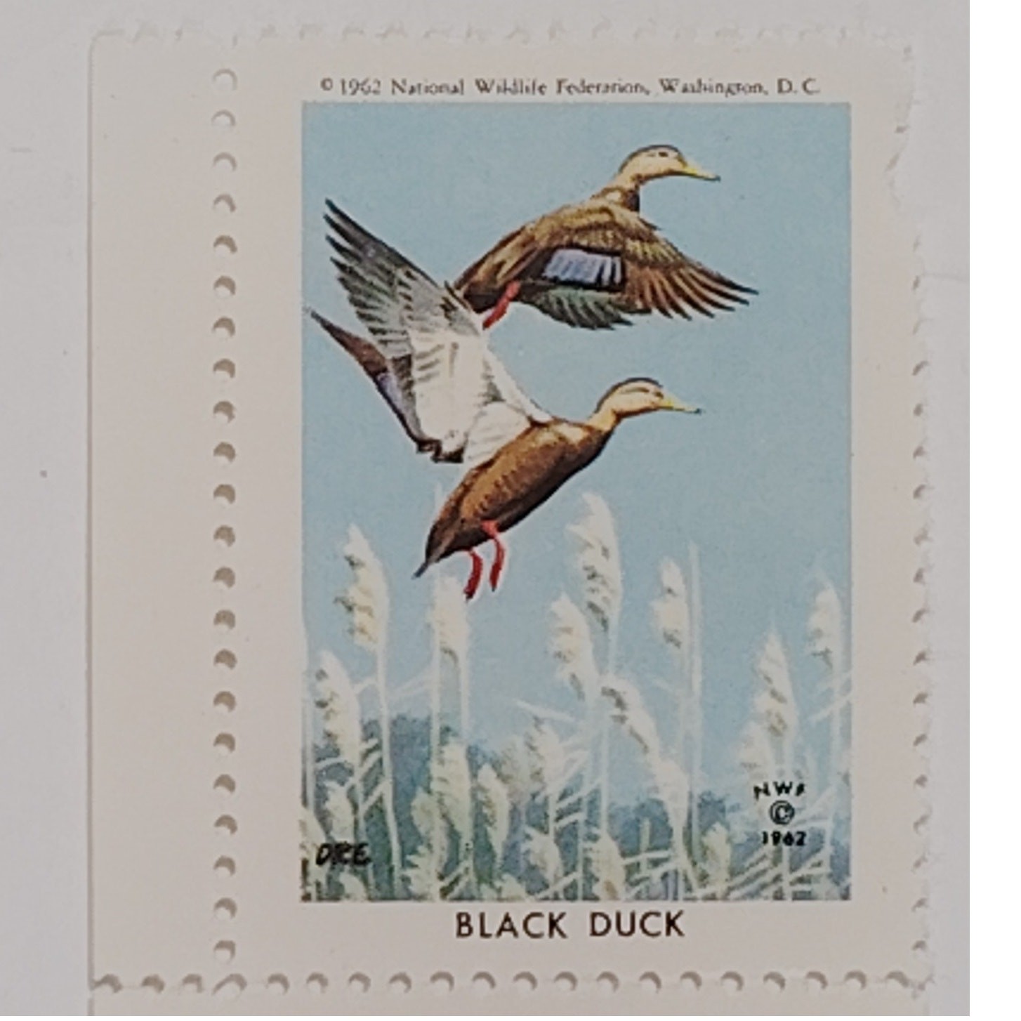 2 NWF Conservation Stamps 1962 Black Duck & 1954 Canada Goose, Cinderella Labels