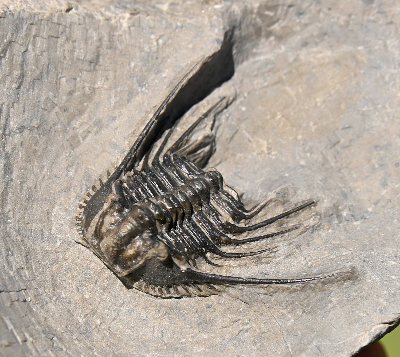 Trilobite Fossil, Leonaspis sp., from Morocco #1