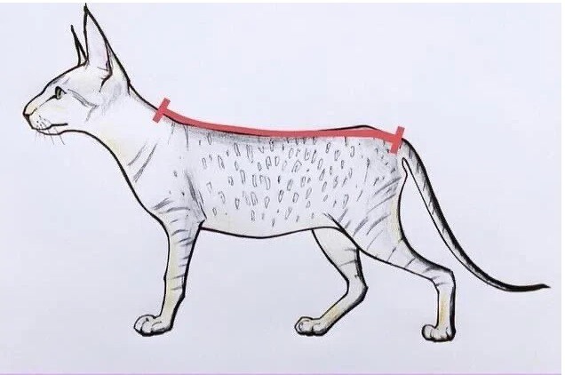 Washable Cat Diaper, Cat Stud Suit, Allows for Defecating in Litter Box