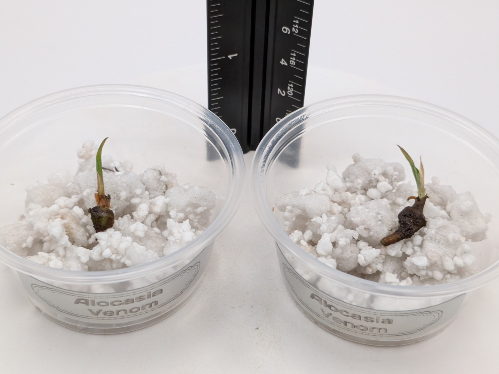 Alocasia Venom- 1x CORM (W/Leaf Emerging, No Roots) 2 Available -Growers Choice