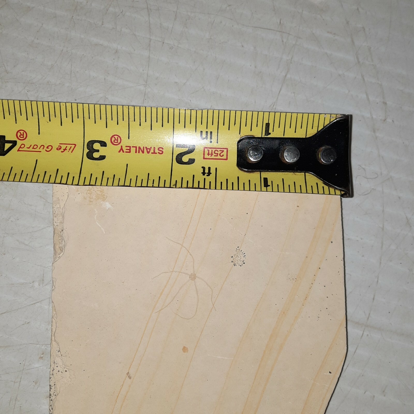 Geocoma Carinata Starfish Fossil Zandt, Germany