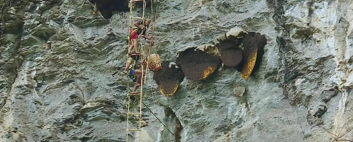 Wild Himalayan Honey Red Honey Nepal Honey 150 Gram From Lumjang Nepal Honey