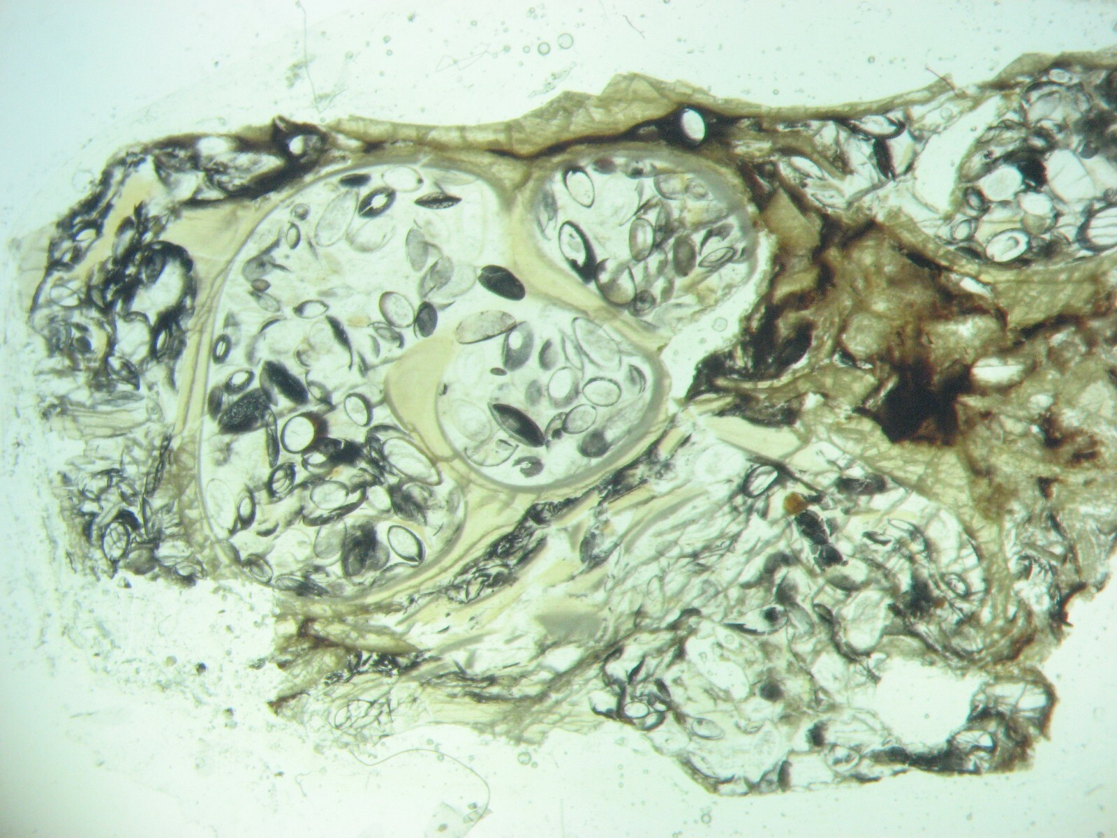 Geological Formation 25 Thin Section Slides Precambrian to Miocene Fossils Rocks