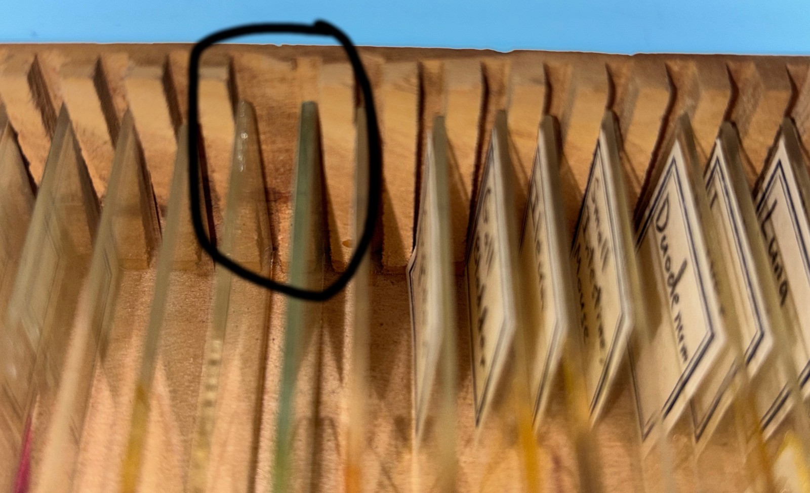 MAMMAL HISTOLOGY Microscope Slides set ORGAN SYSTEMS ANATOMY in wooden case