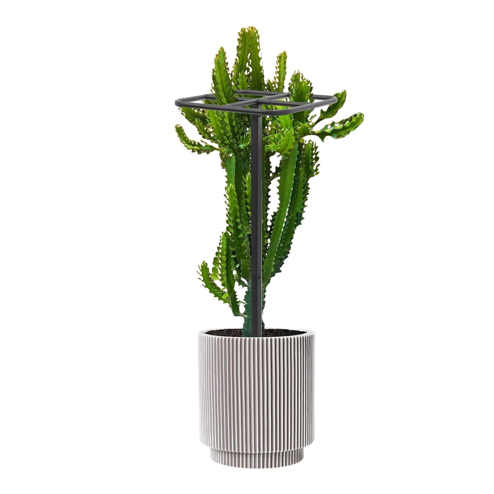 Dragon Fruit Plant Trellis Adjustable Metal Outdoor Vertical Climbing Support