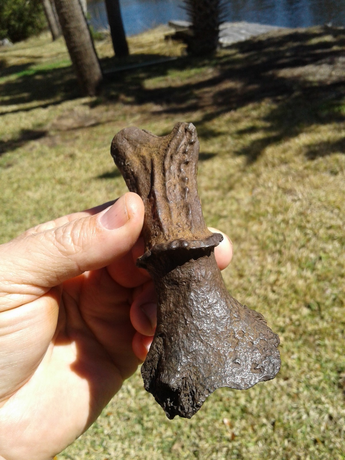 Spectacular High Quality Deer Antler Florida Ice Age Fossil Mammal