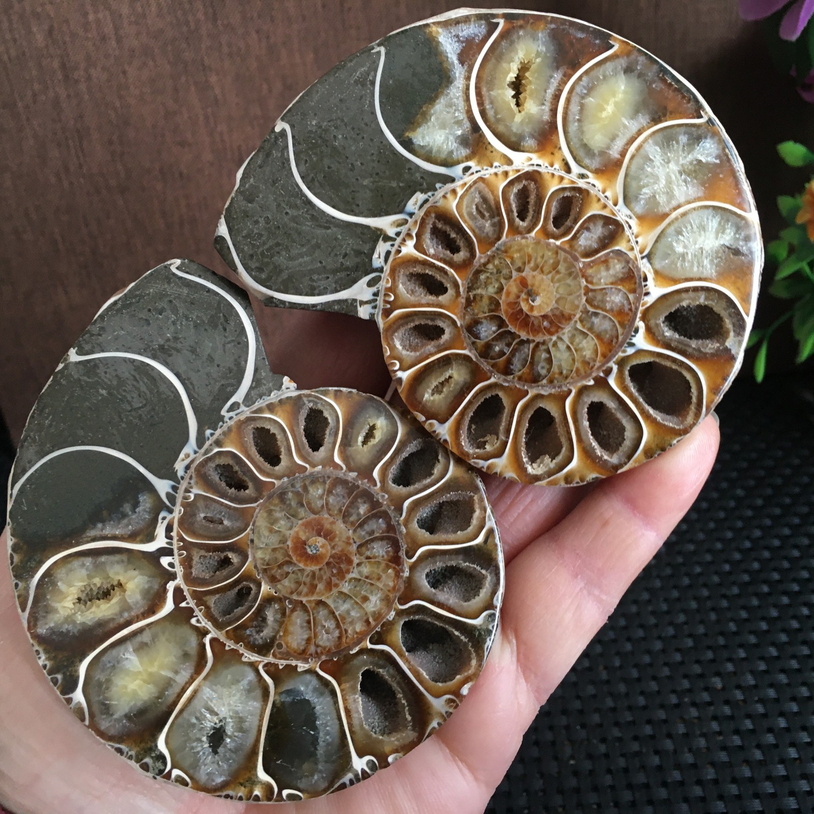 315g polishing 1 pair of Split natural Ammonite Specimen fb1030