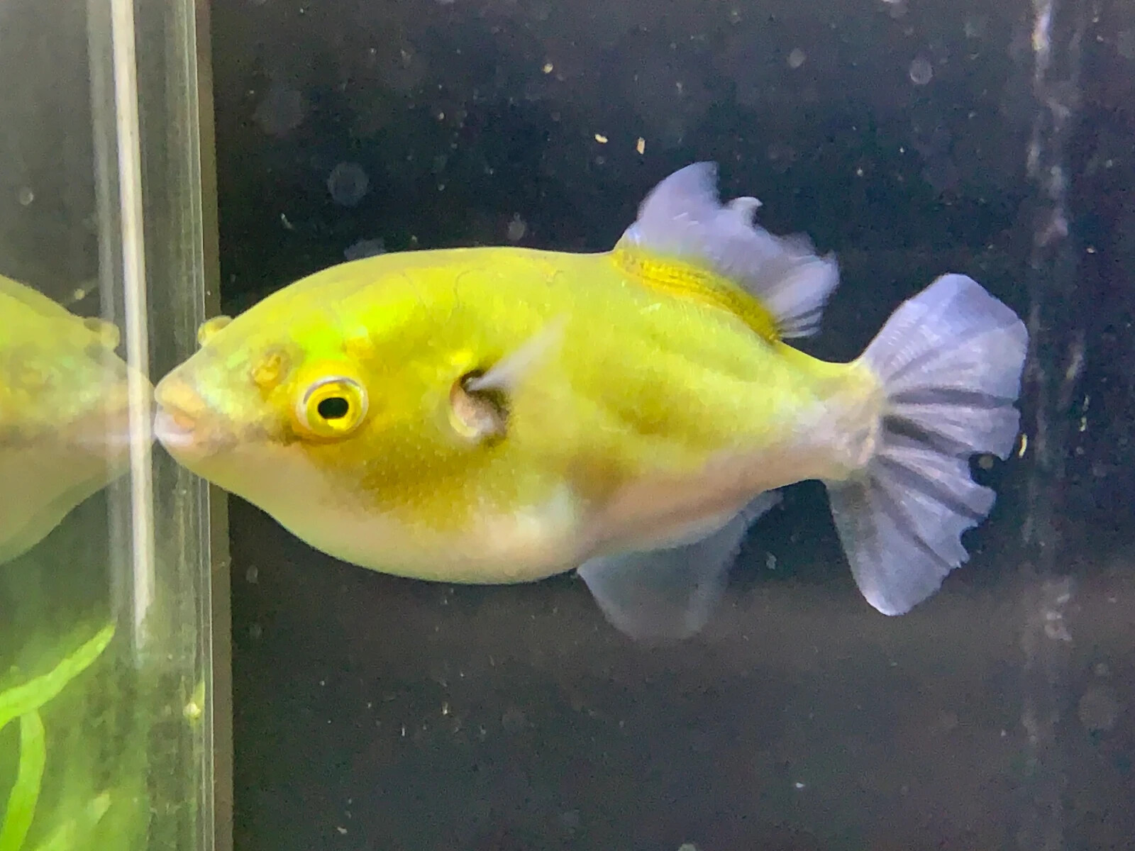 Avocado Puffer 1–1.5” – Live Freshwater Puffer Fish – Rare & Interactive