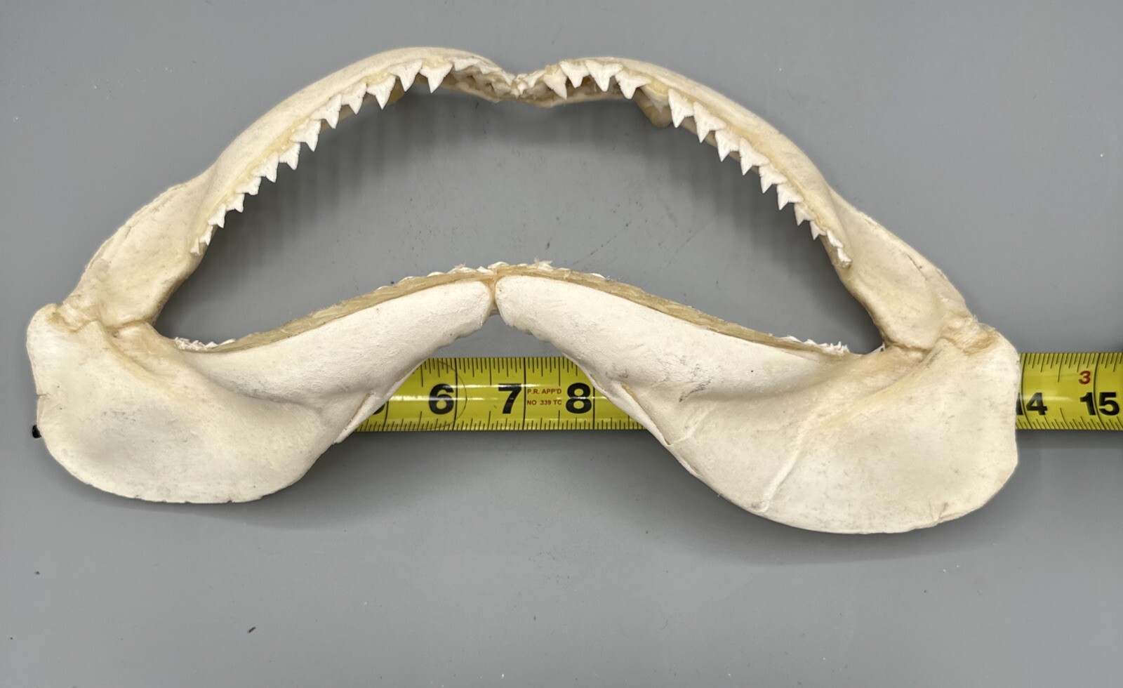 Large Shark Jaw Fossil 🦈