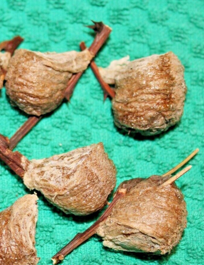 FOUR PRAYING MANTIS EGG CASE OOTHECA NATURAL PEST CONTROL  4 PIECE FREE SHIPPING