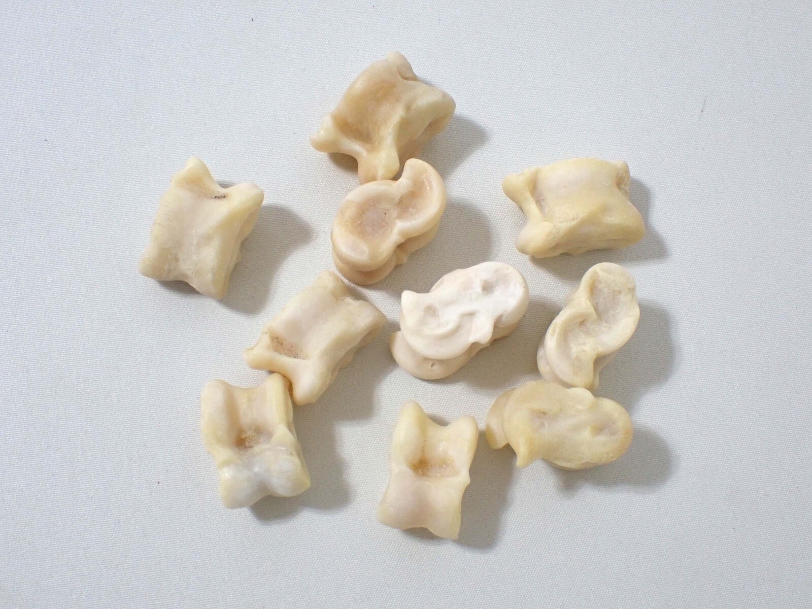 10pcs Mongolian Shagai Game Sheep Ankle Real Bones KNUCKLEBONES GAME