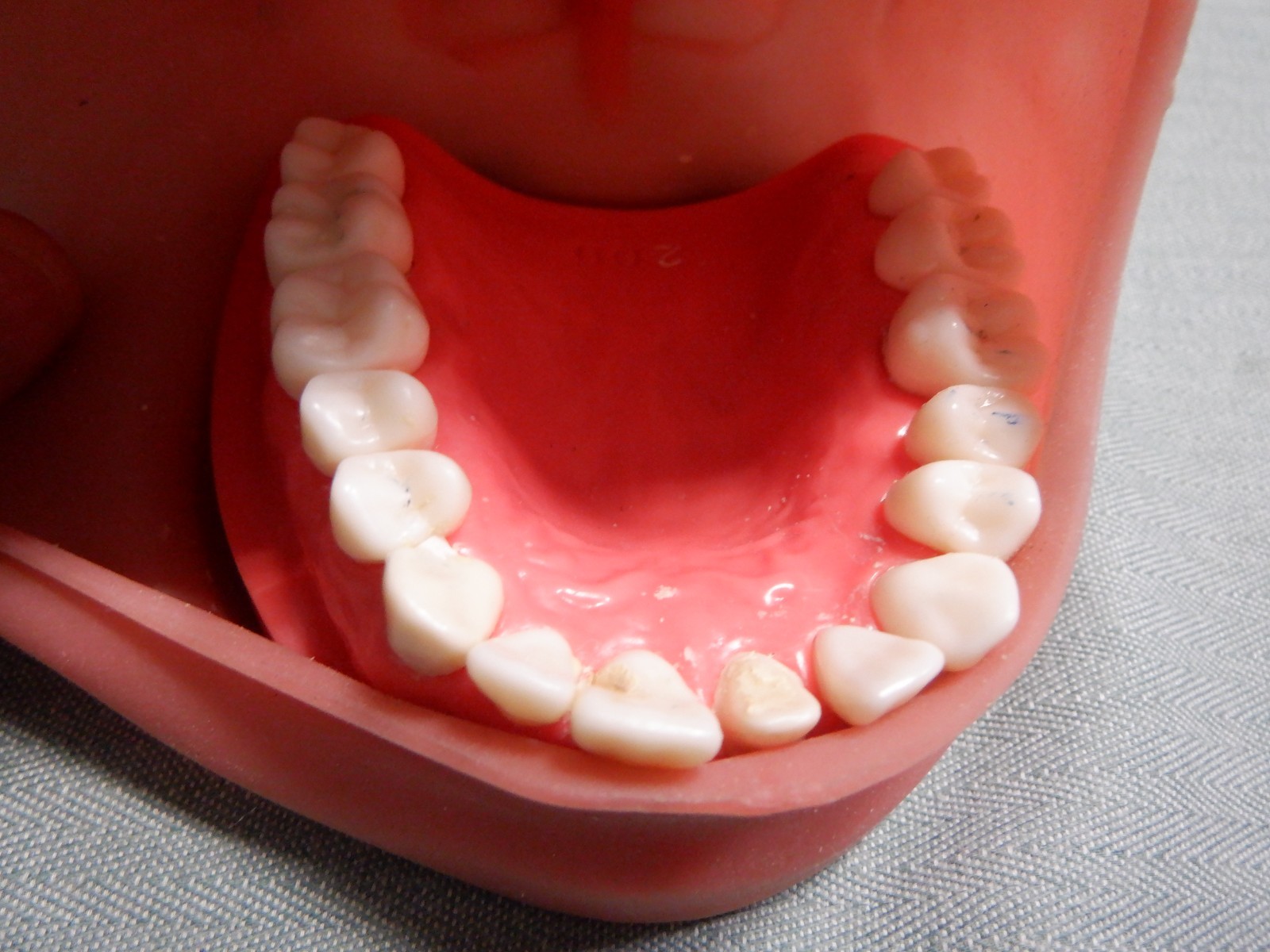 Nissin Typodont Dental Teeth