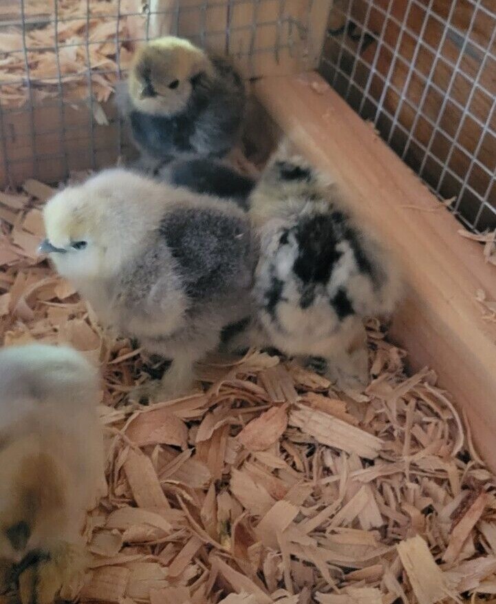 (6) Show Quality Silkie Bearded & Crested Fertile Hatching Eggs, Shipped in Foam