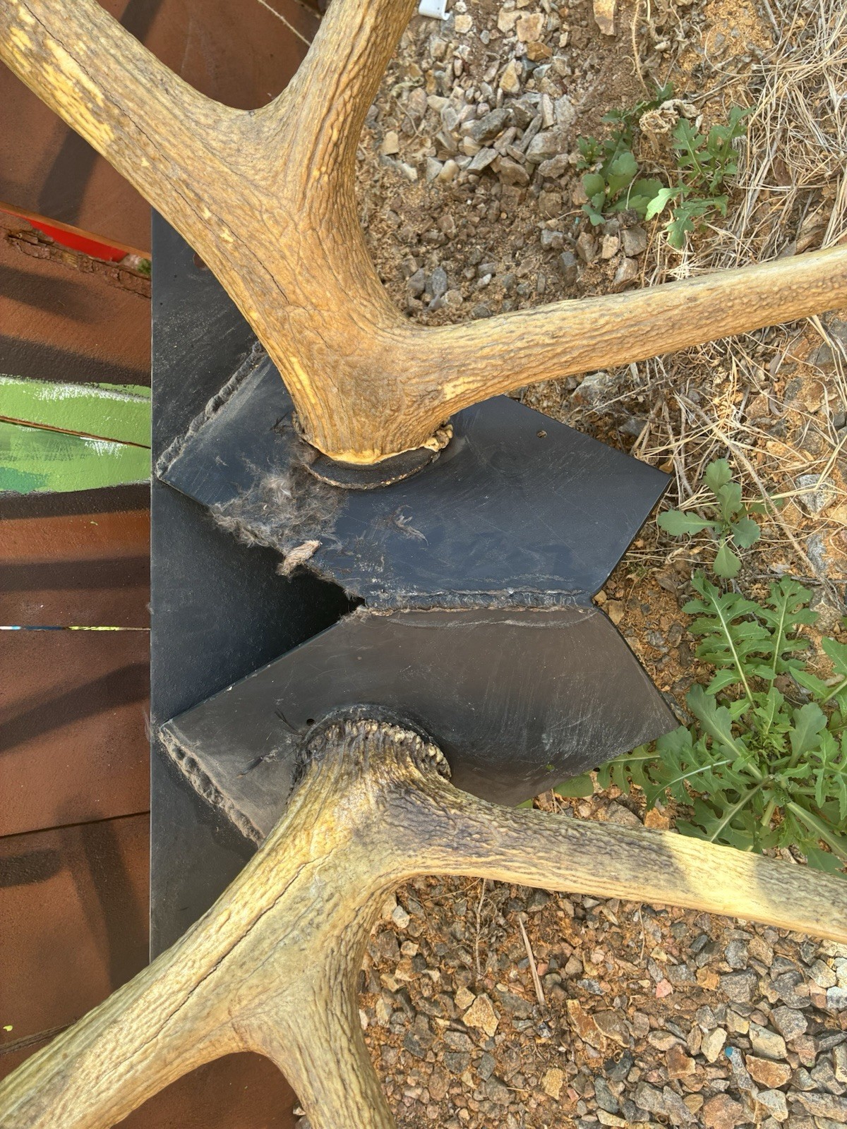 Large Set Of 6x6 Elk Sheds ~ Elk Antlers ~ Mounted Removable