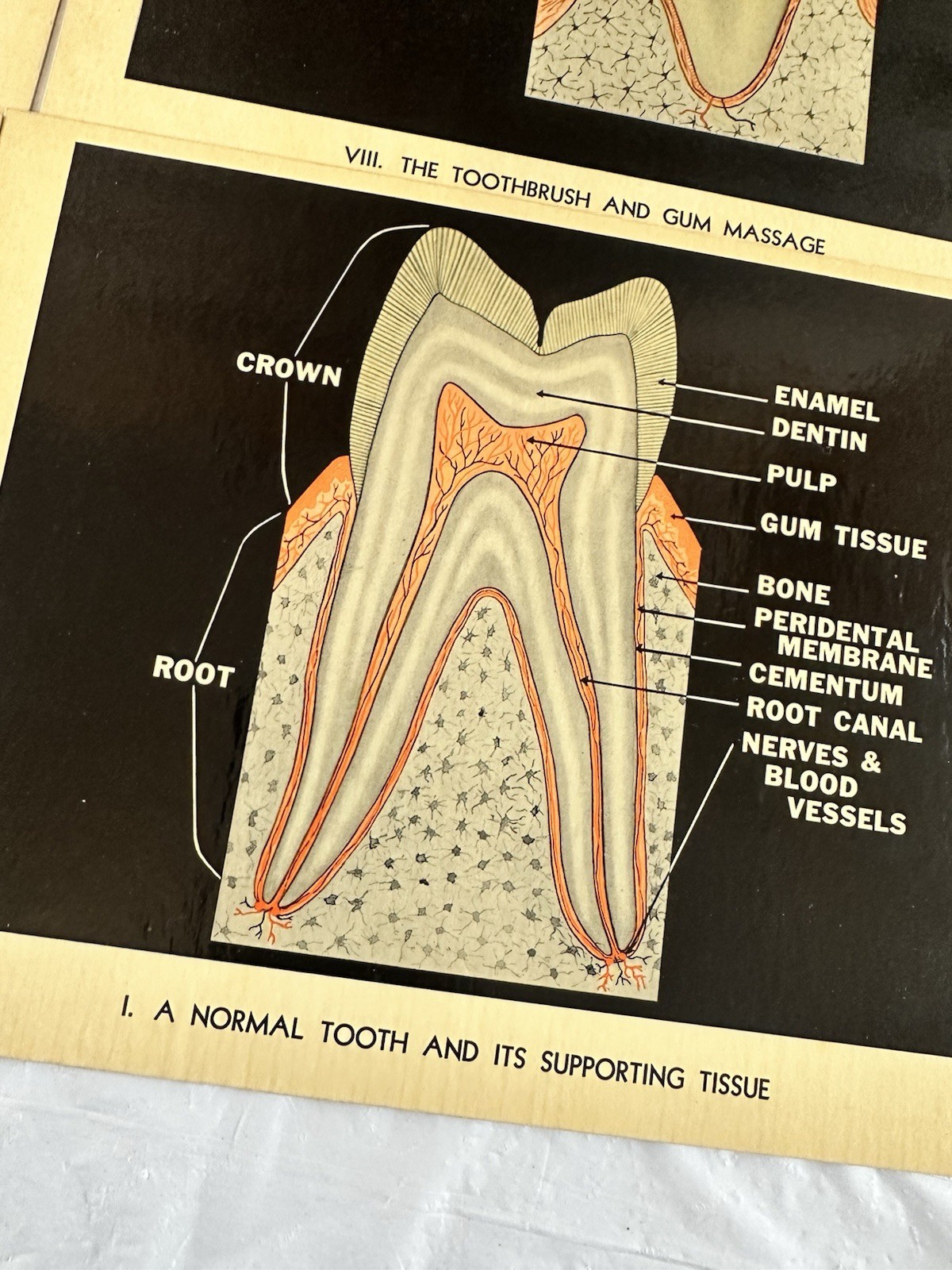 Vintage Lactona Inc Dental Anatomy Diagram Prints 11X8.5 Inches Dentistry