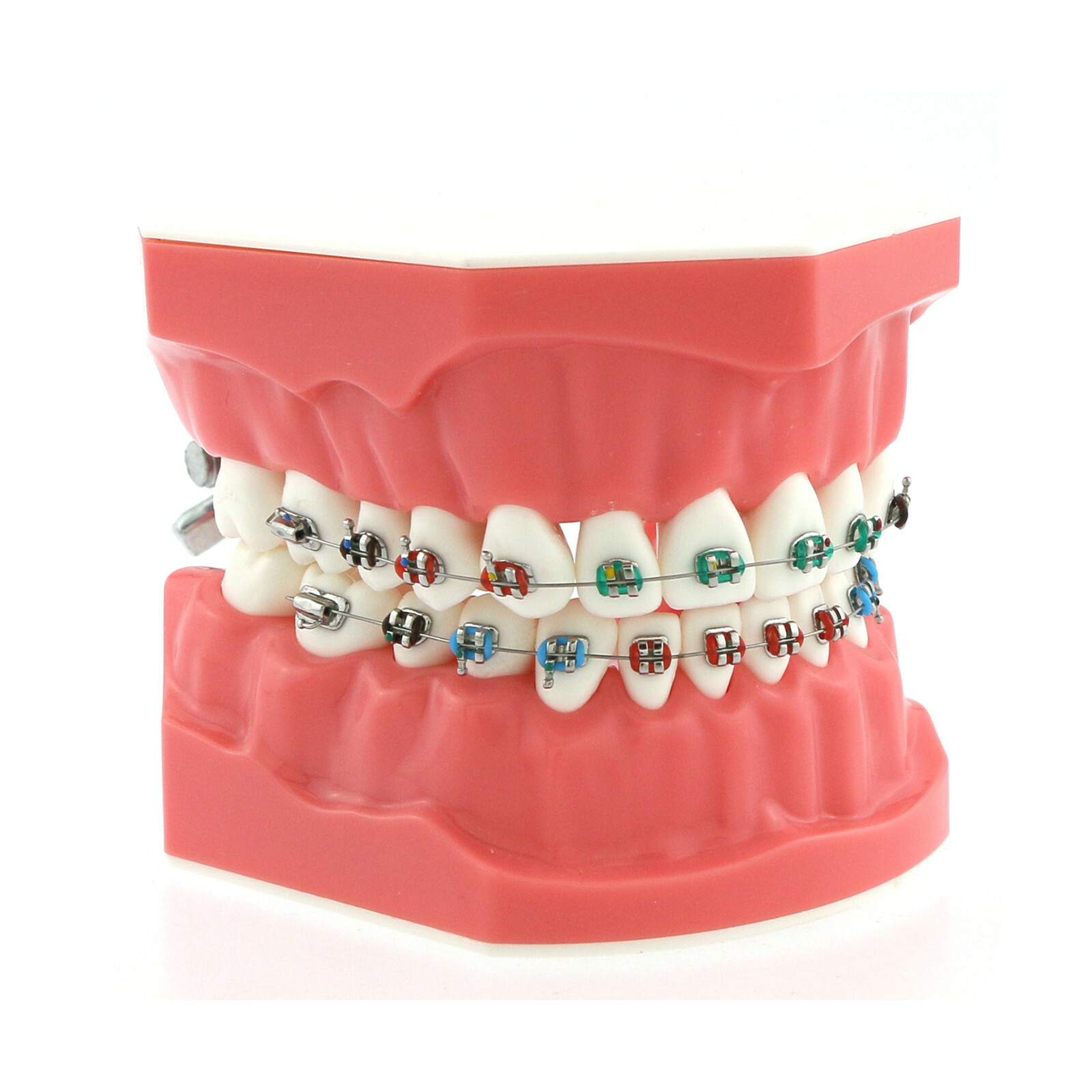 US Dental Teach Typodont Demonstration Teeth Model with Braces For Patient Study